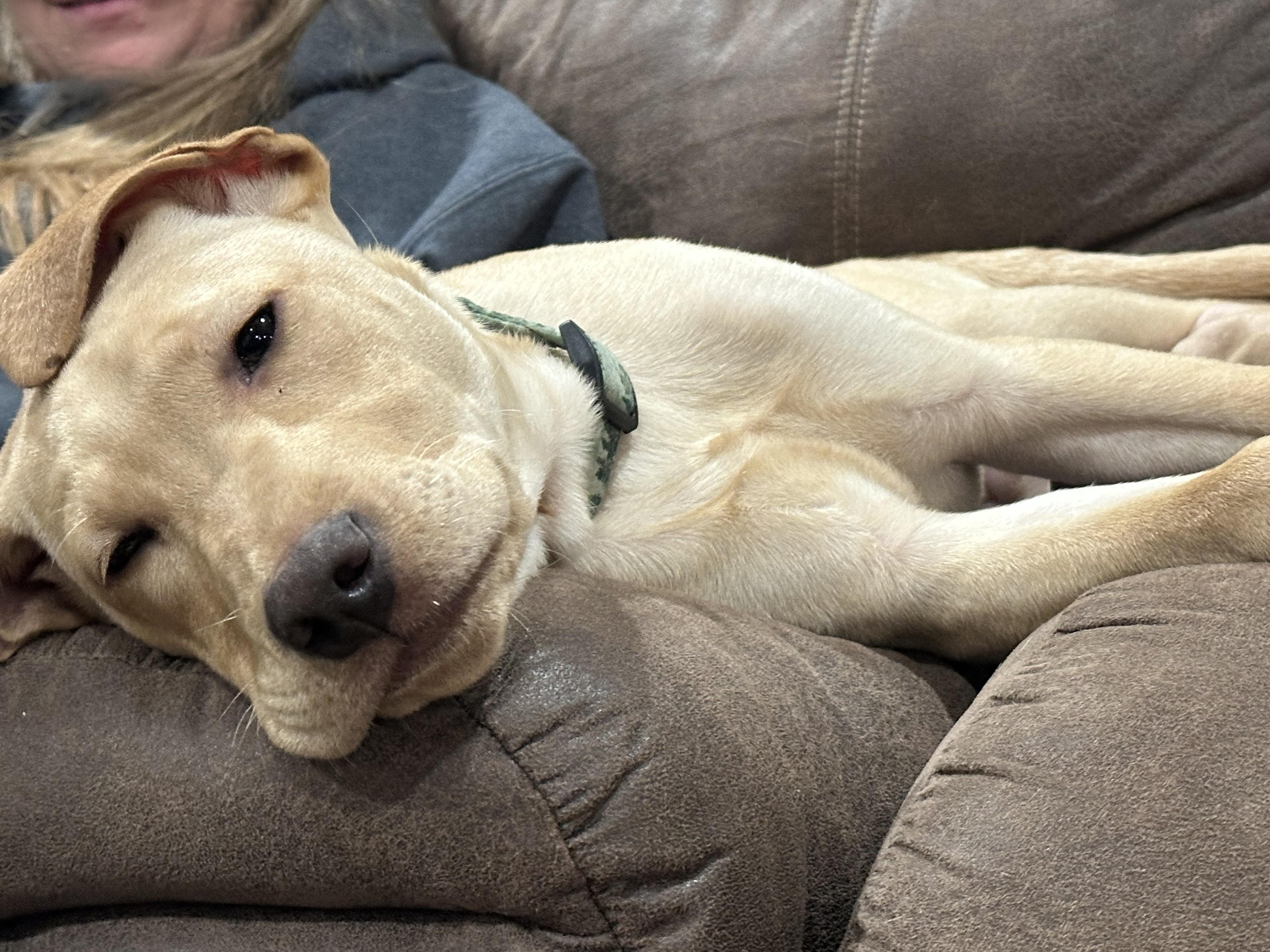 MARCEL, a Adopted mixed breed in Shelton, WA image 2/6