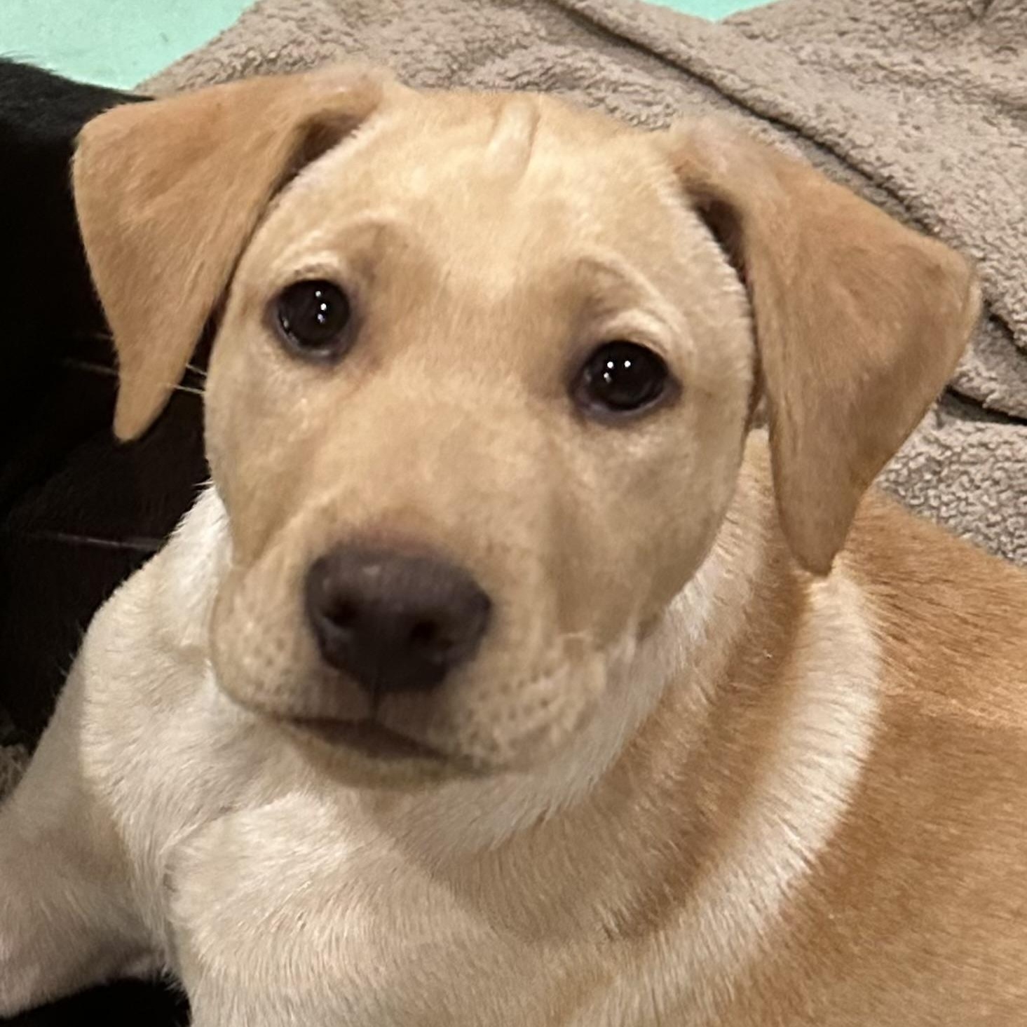 MARCEL, Adopted, Young Male Yellow Labrador Retriever.