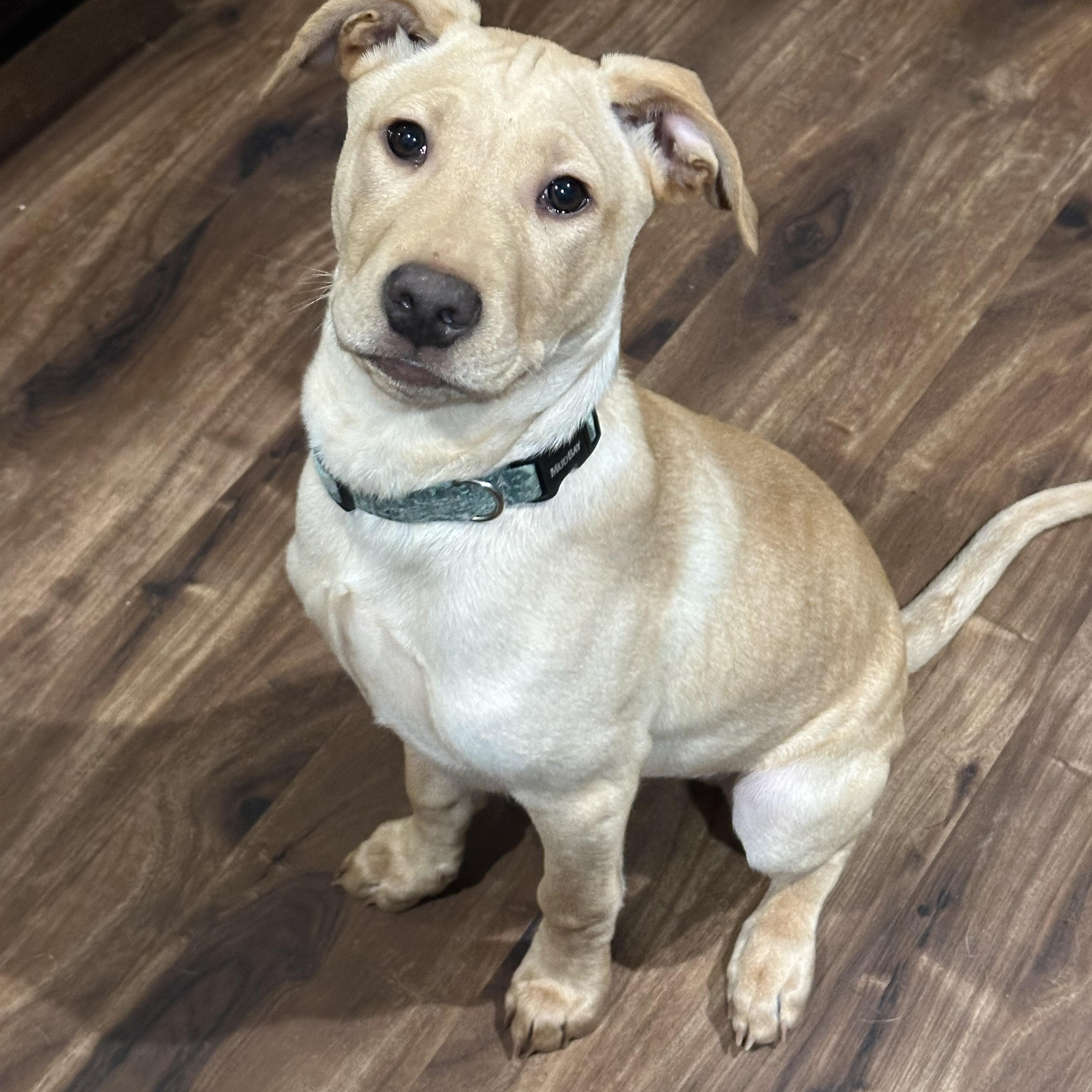 MARCEL, a Adopted mixed breed in Shelton, WA image 5/6