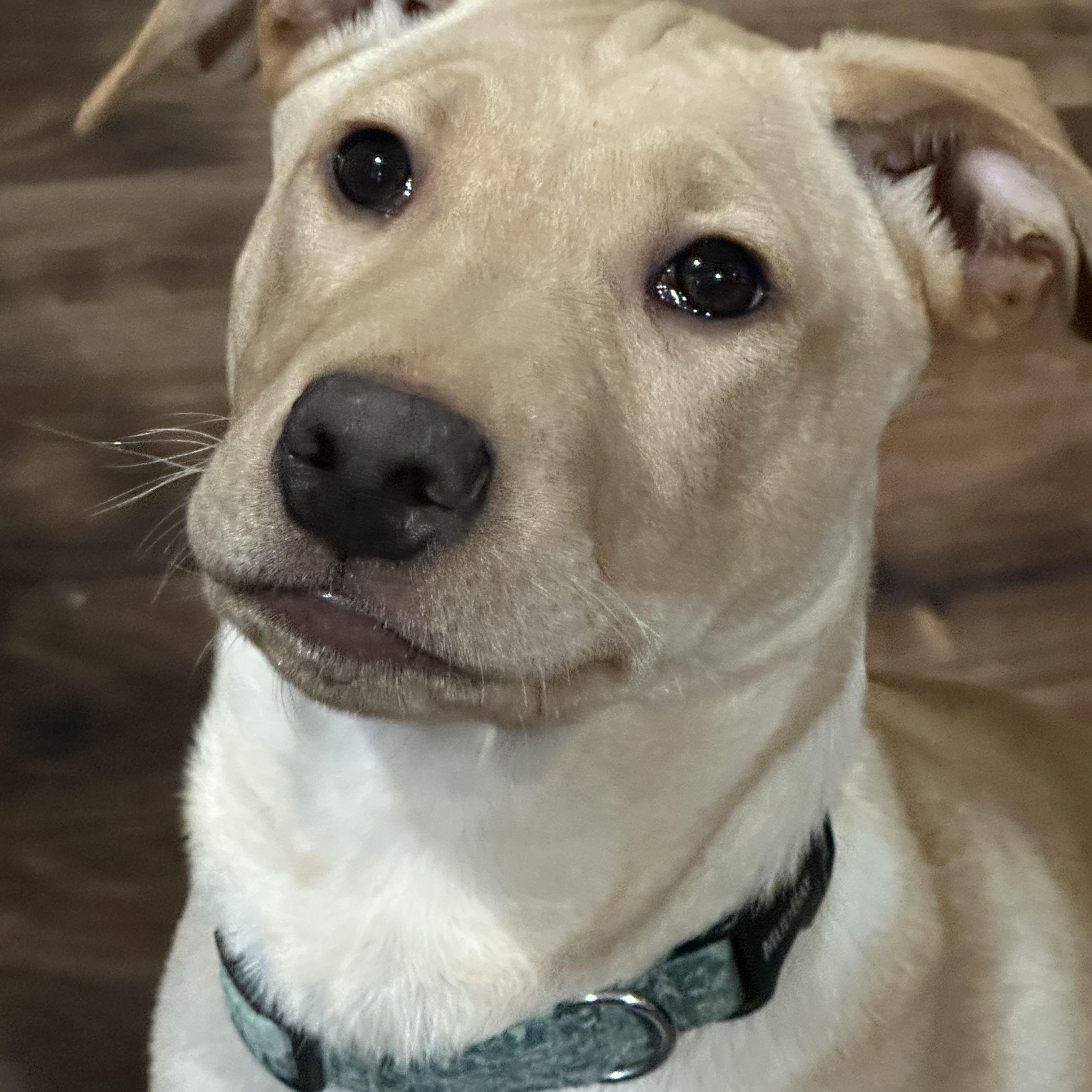 MARCEL, a Adopted mixed breed in Shelton, WA image 6/6