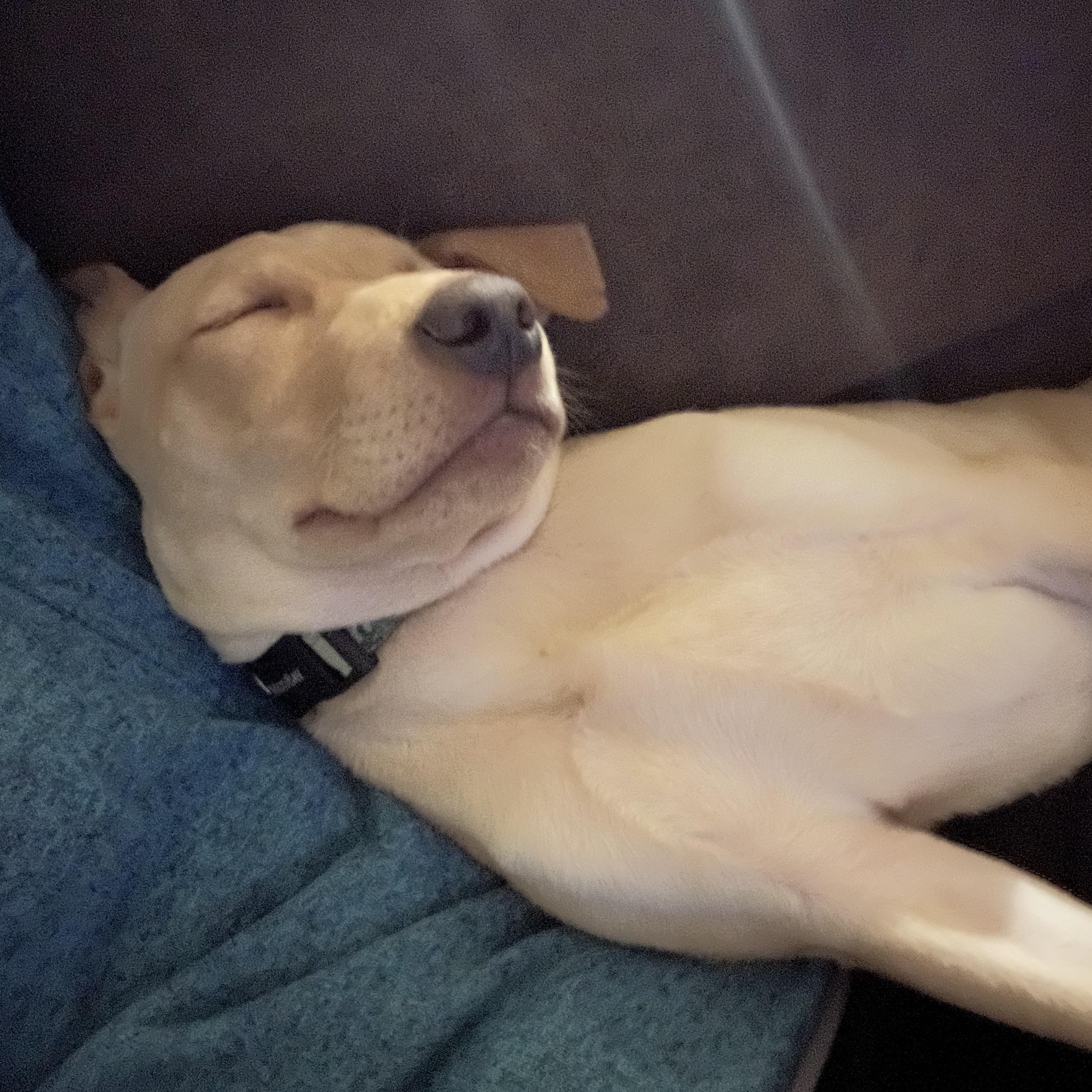 MARCEL, a Adopted mixed breed in Shelton, WA image 4/6