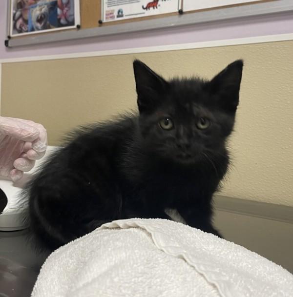 Ephiné, Adoptable, Kitten Female Domestic Short Hair.