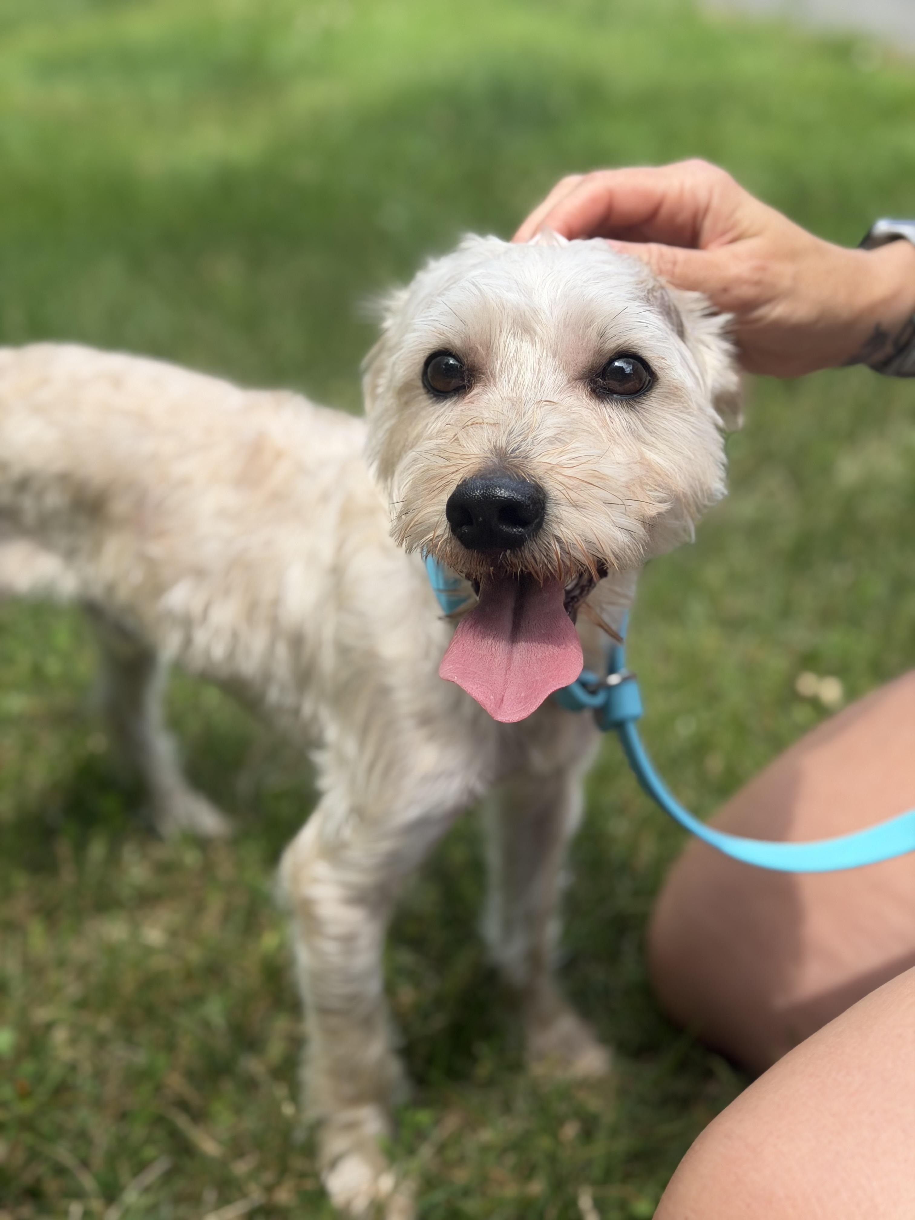 Prince, a ADOPTABLE mixed breed in Mahwah, NJ image 5/6
