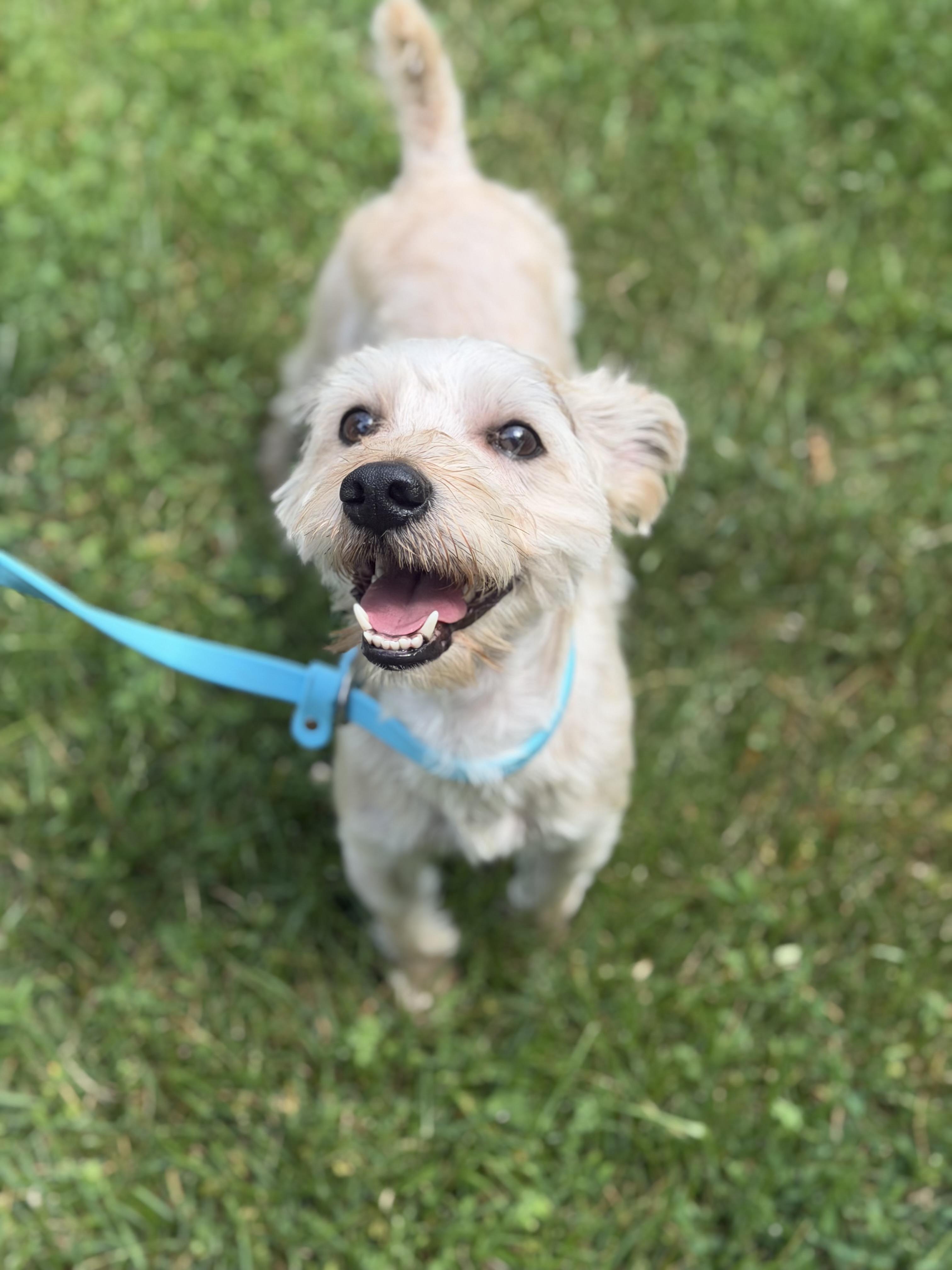 Prince, a ADOPTABLE mixed breed in Mahwah, NJ image 6/6