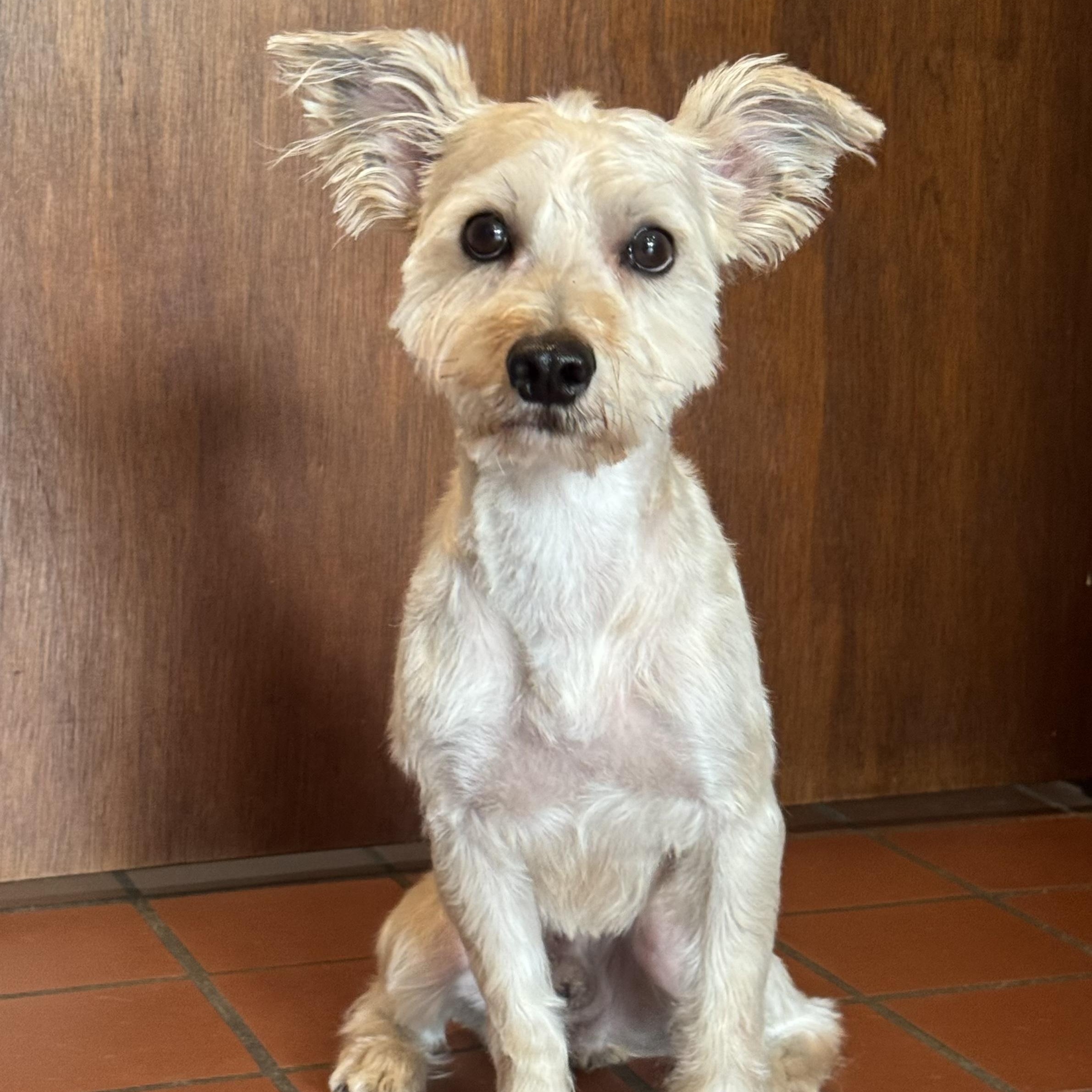 Prince, a ADOPTABLE mixed breed in Mahwah, NJ image 2/6
