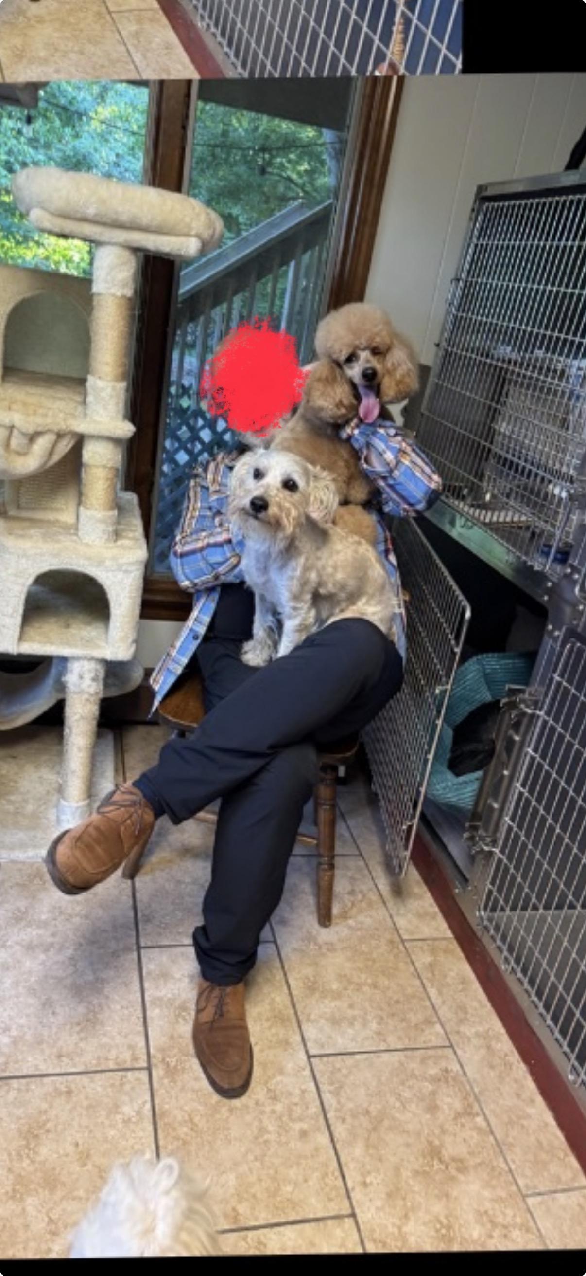 Prince, a ADOPTABLE mixed breed in Mahwah, NJ image 4/6