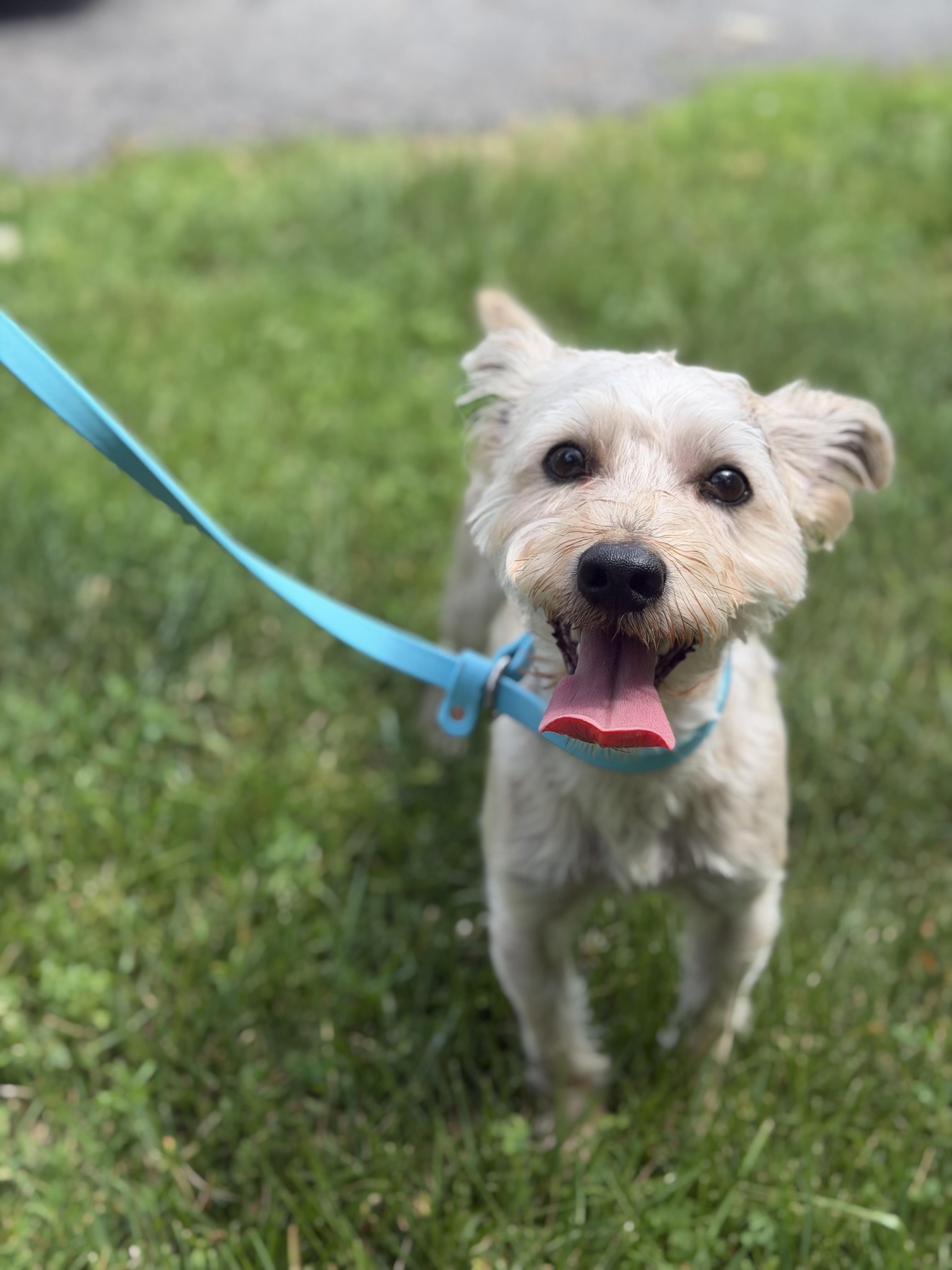Prince, a ADOPTABLE mixed breed in Mahwah, NJ image 3/6