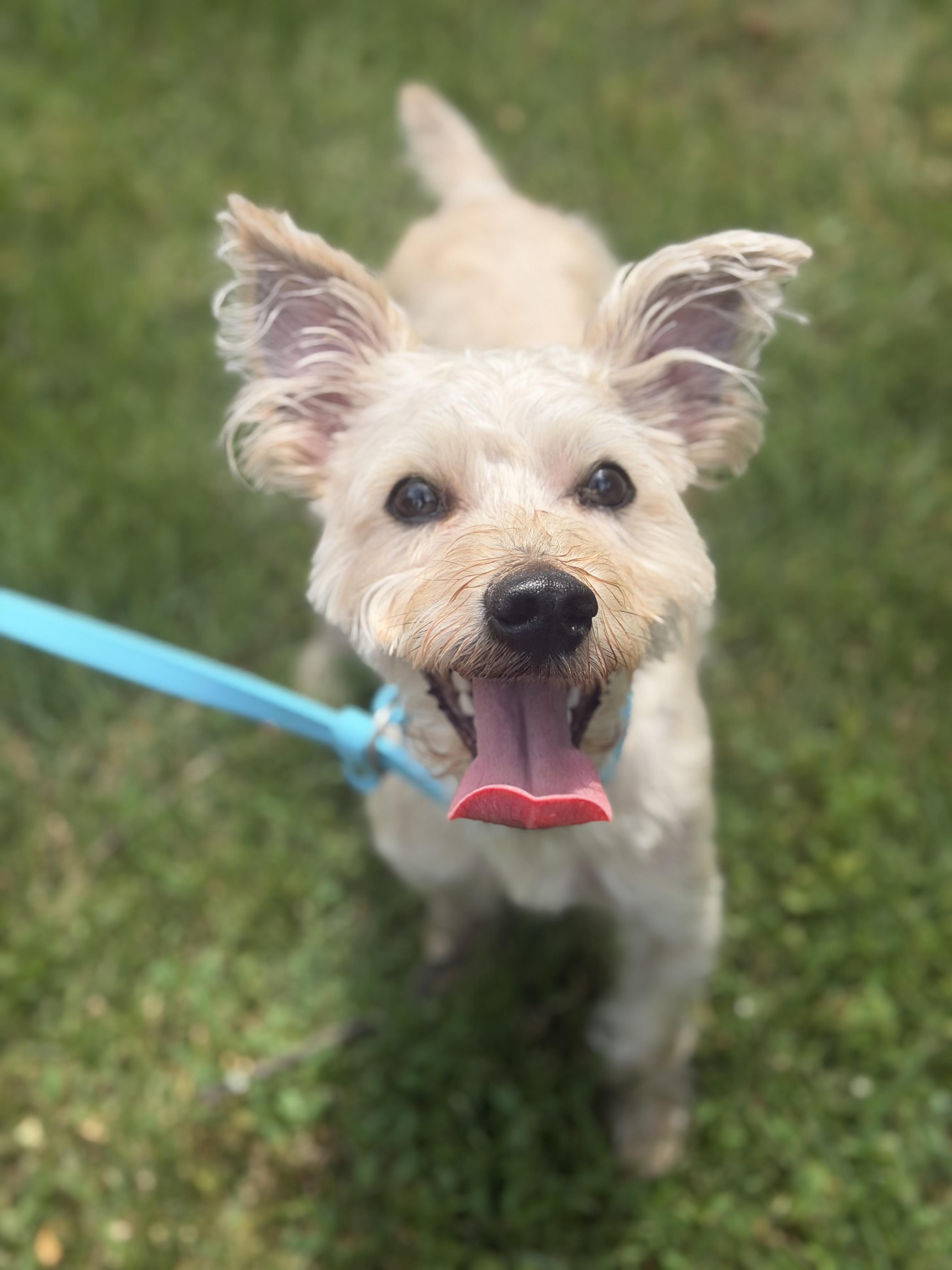 Prince, a ADOPTABLE mixed breed in Mahwah, NJ image 1/6