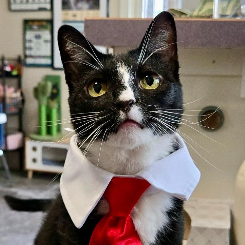 Baby, ADOPTABLE, Adult Male Domestic Short Hair.