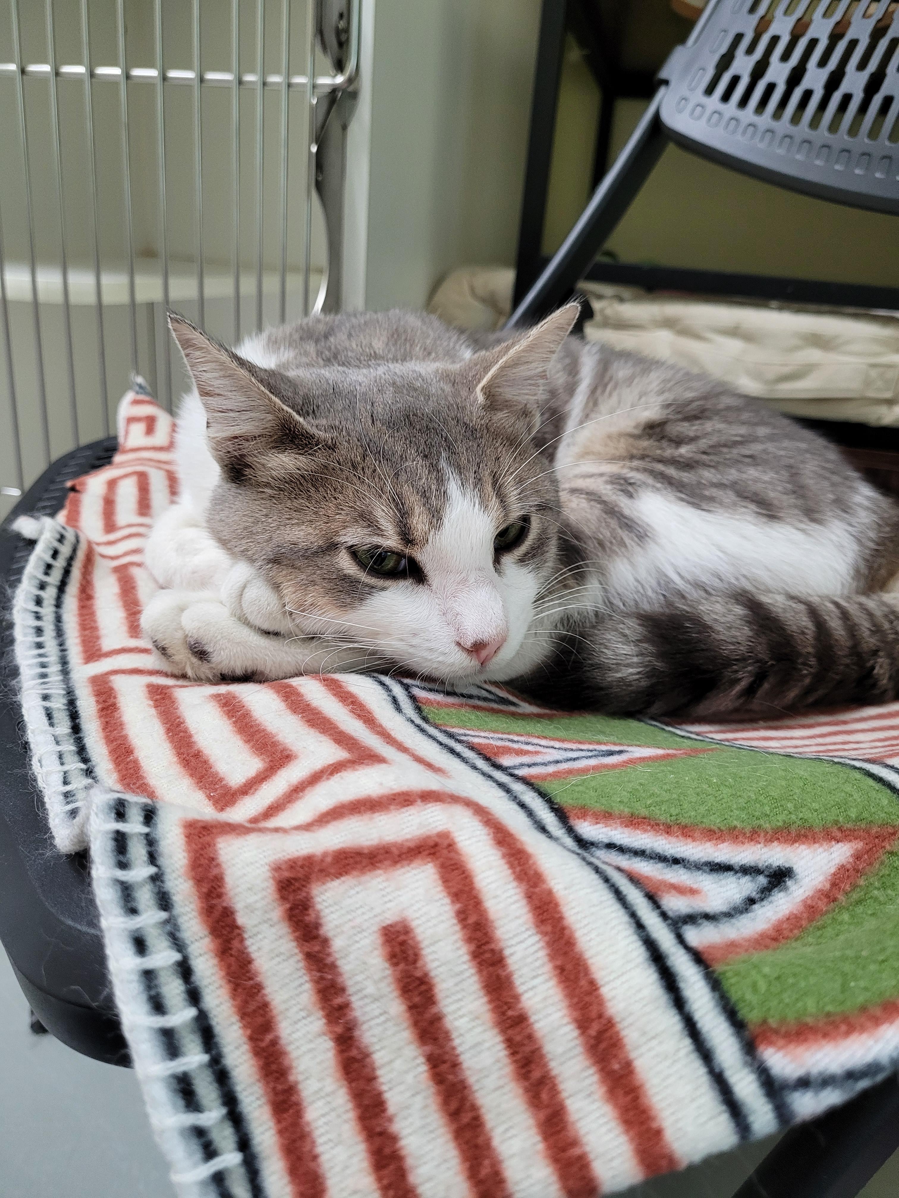 Bodie, Adoptable, Young Male Domestic Short Hair.