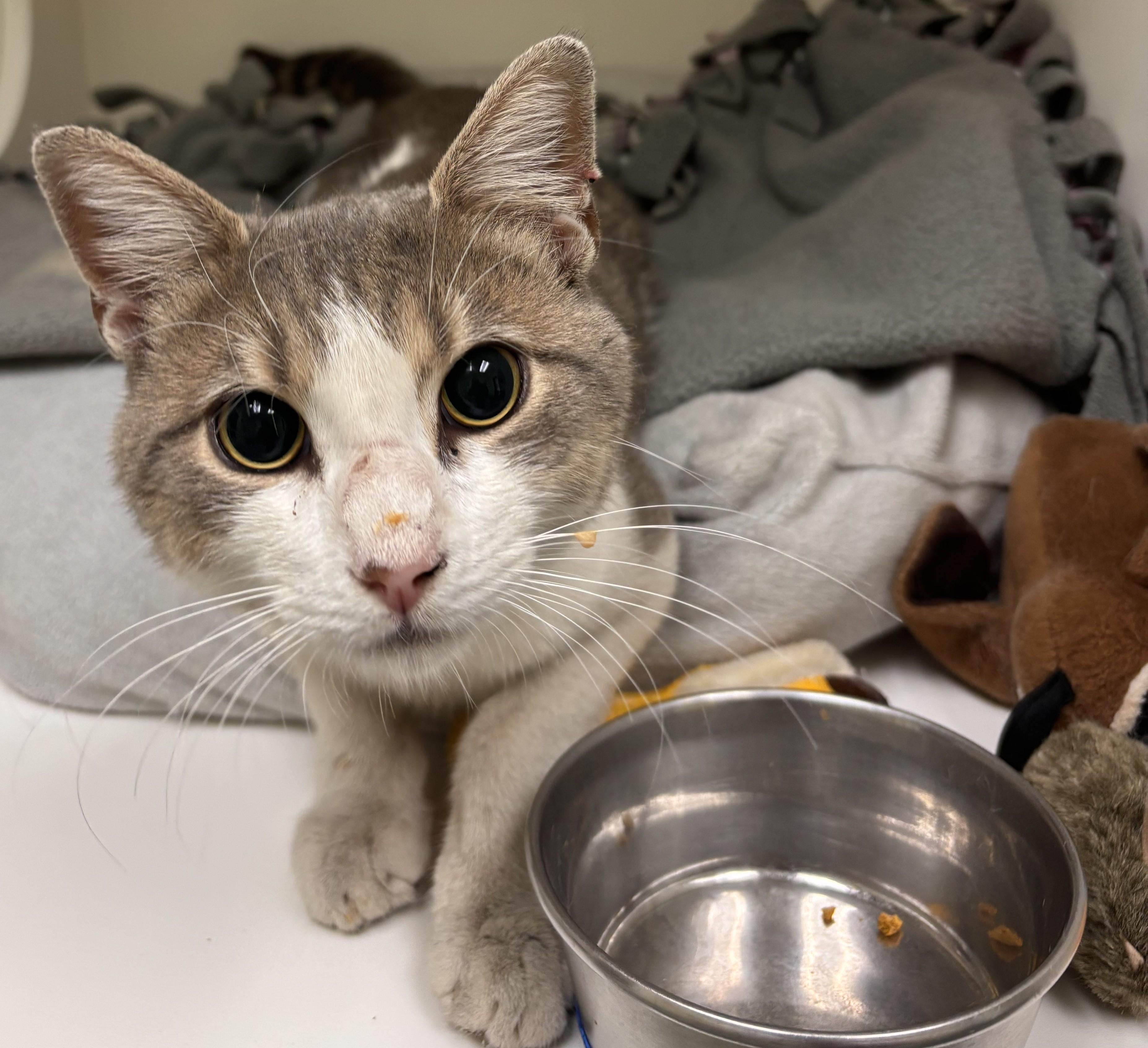Enlarge Bodie, a Adoptable mixed breed in Terryville, CT image 2/6