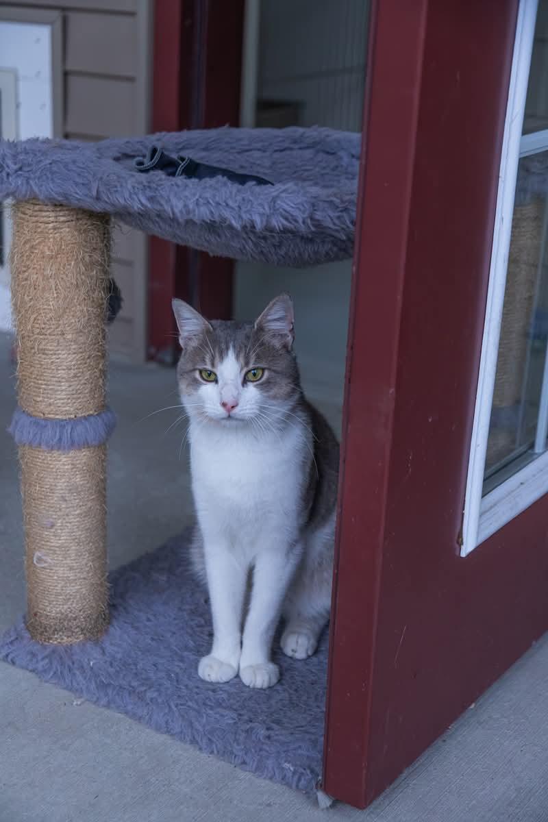 Enlarge Bodie, a Adoptable mixed breed in Terryville, CT image 3/6