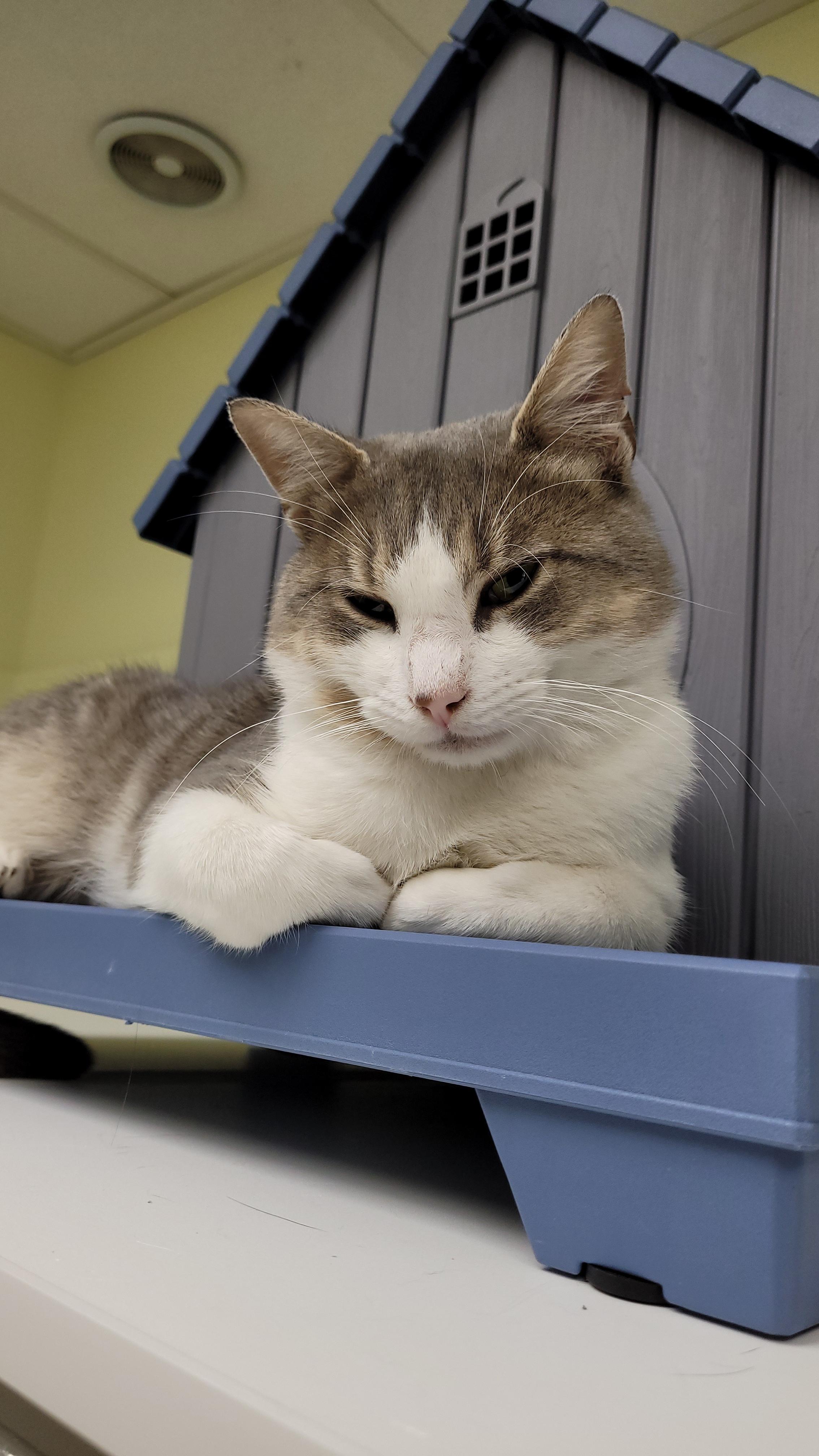 Enlarge Bodie, a Adoptable mixed breed in Terryville, CT image 4/6