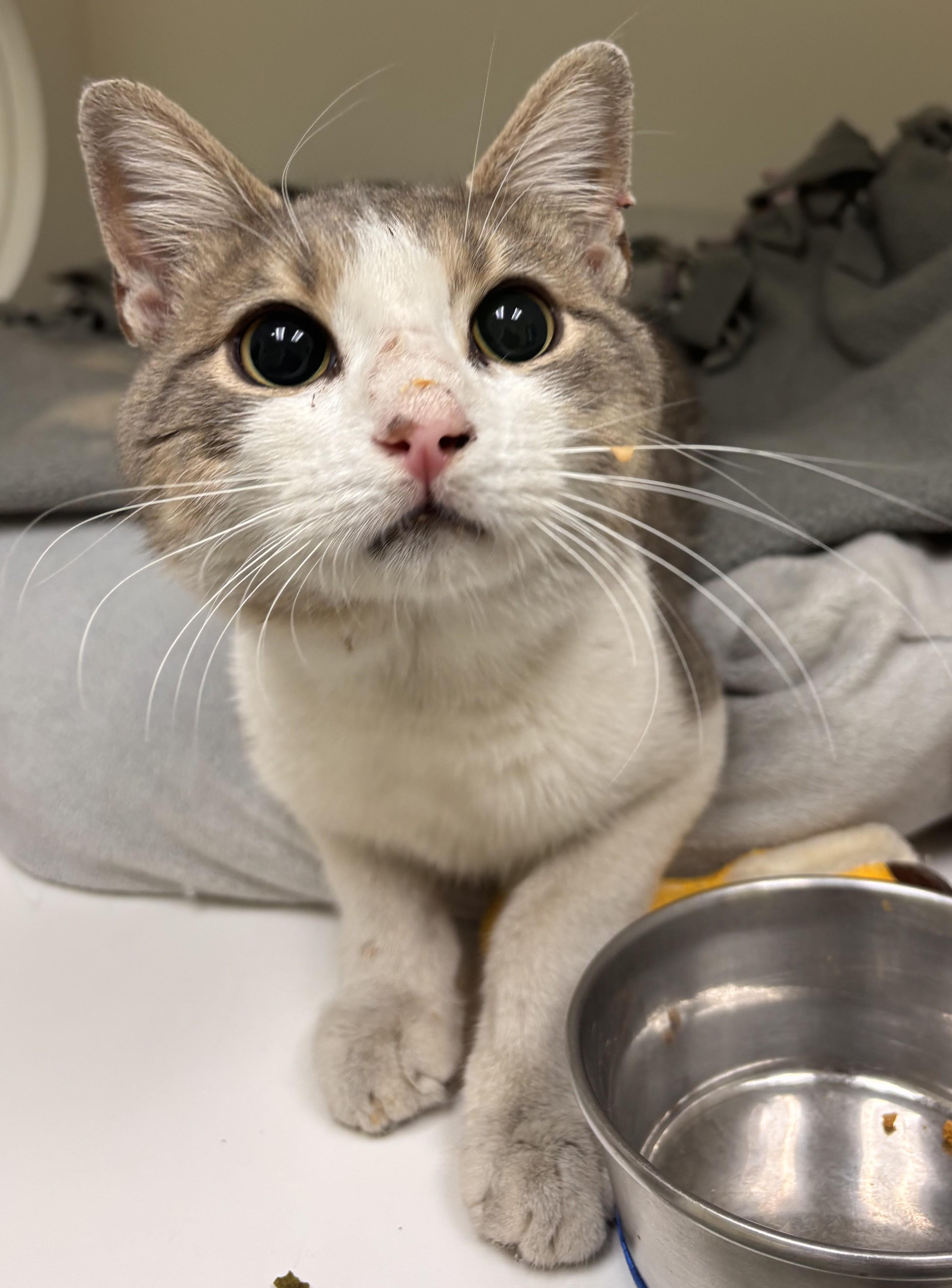 Enlarge Bodie, a Adoptable mixed breed in Terryville, CT image 5/6