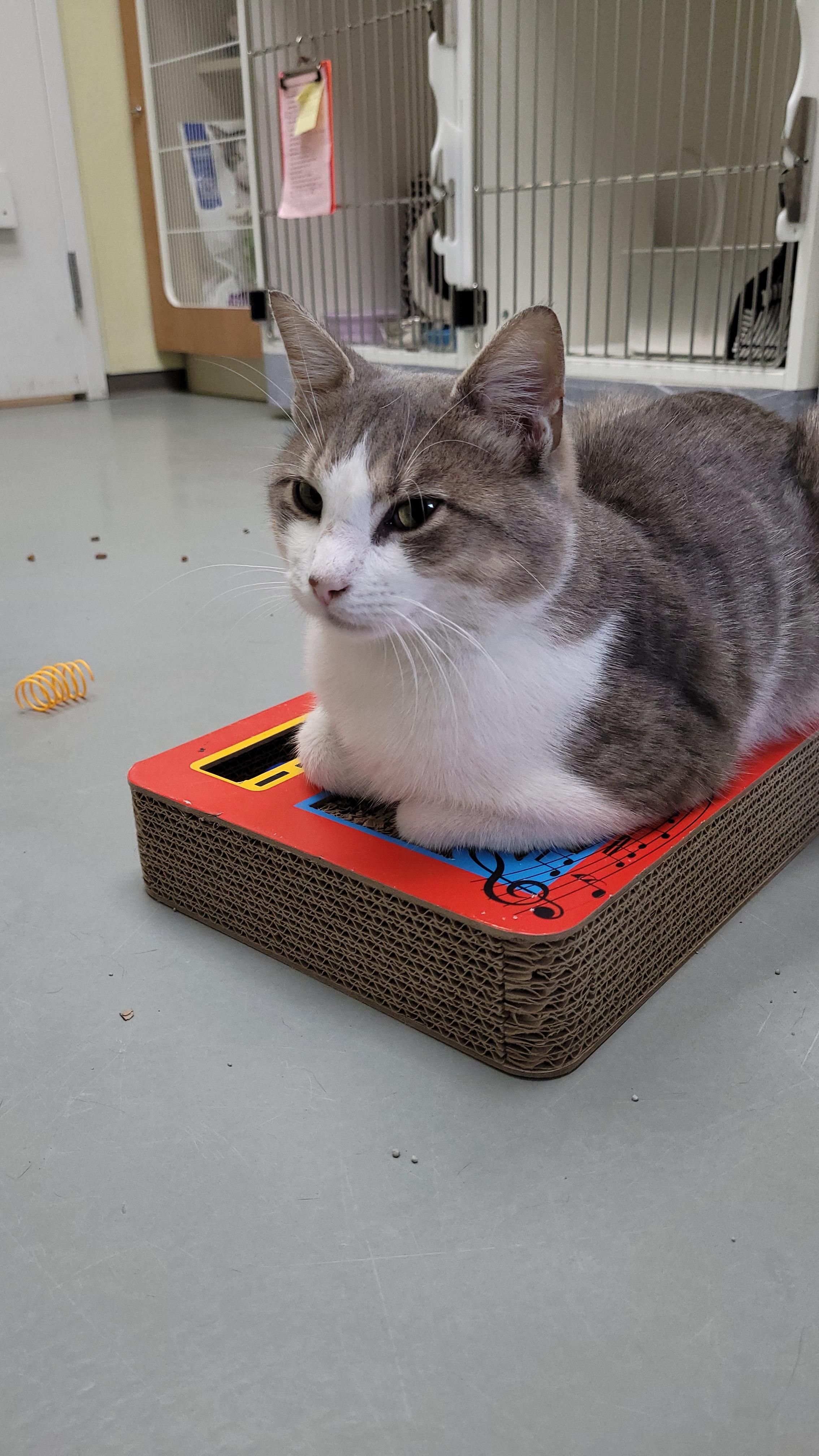 Enlarge Bodie, a Adoptable mixed breed in Terryville, CT image 6/6