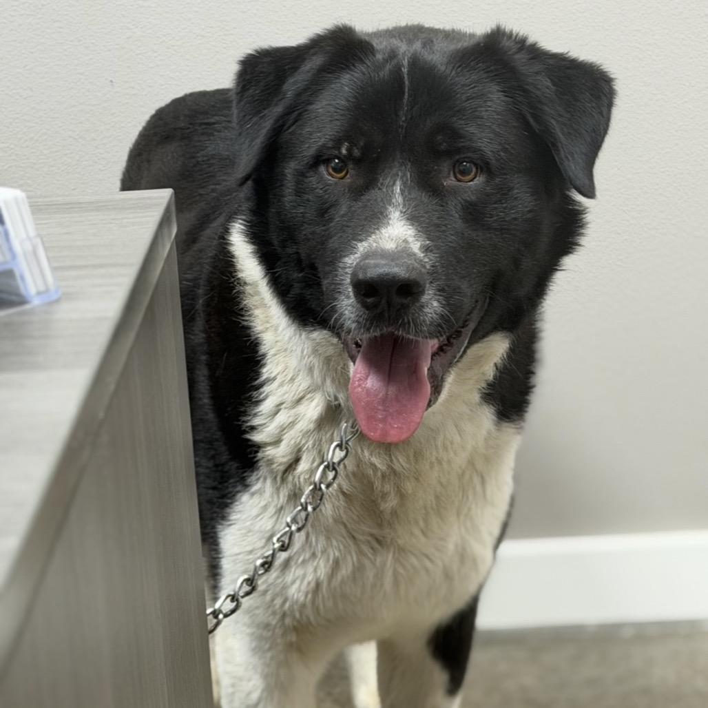 Max, Adoptable, Adult Male Akita & Labrador Retriever.