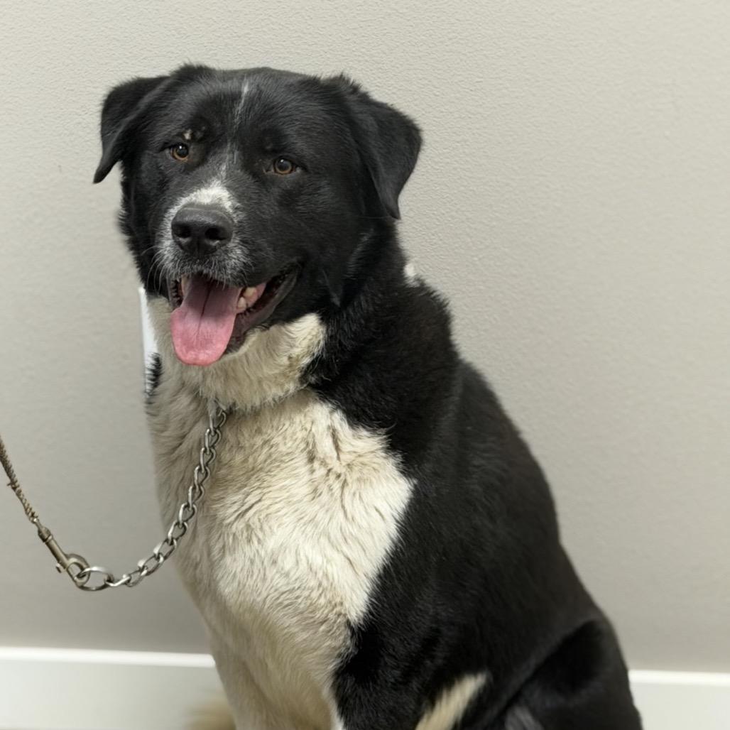 Enlarge Max, a Adoptable mixed breed in Midland, TX image 2/2