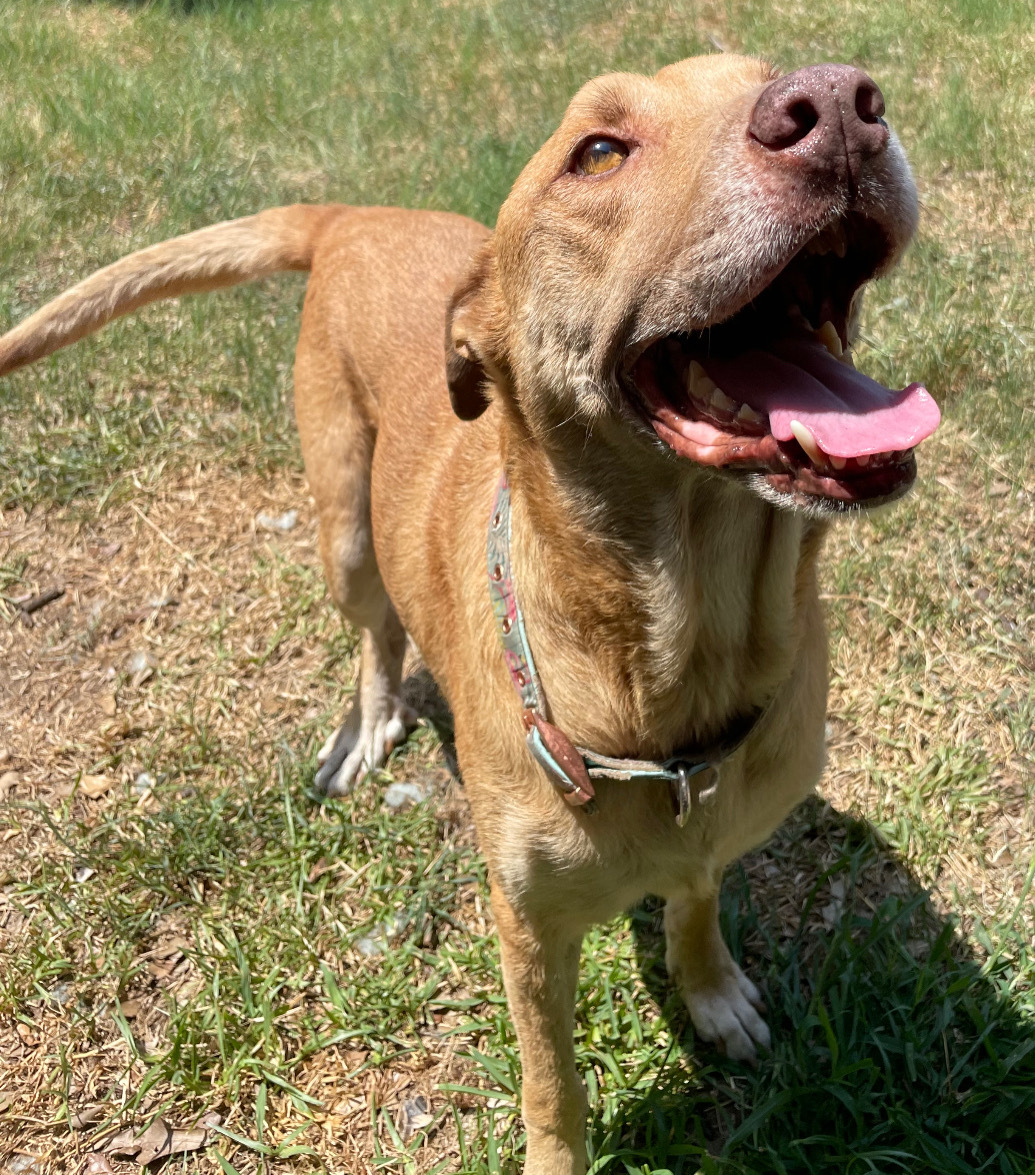 LUCKY II, a Adoptable mixed breed in Spring, TX image 5/6