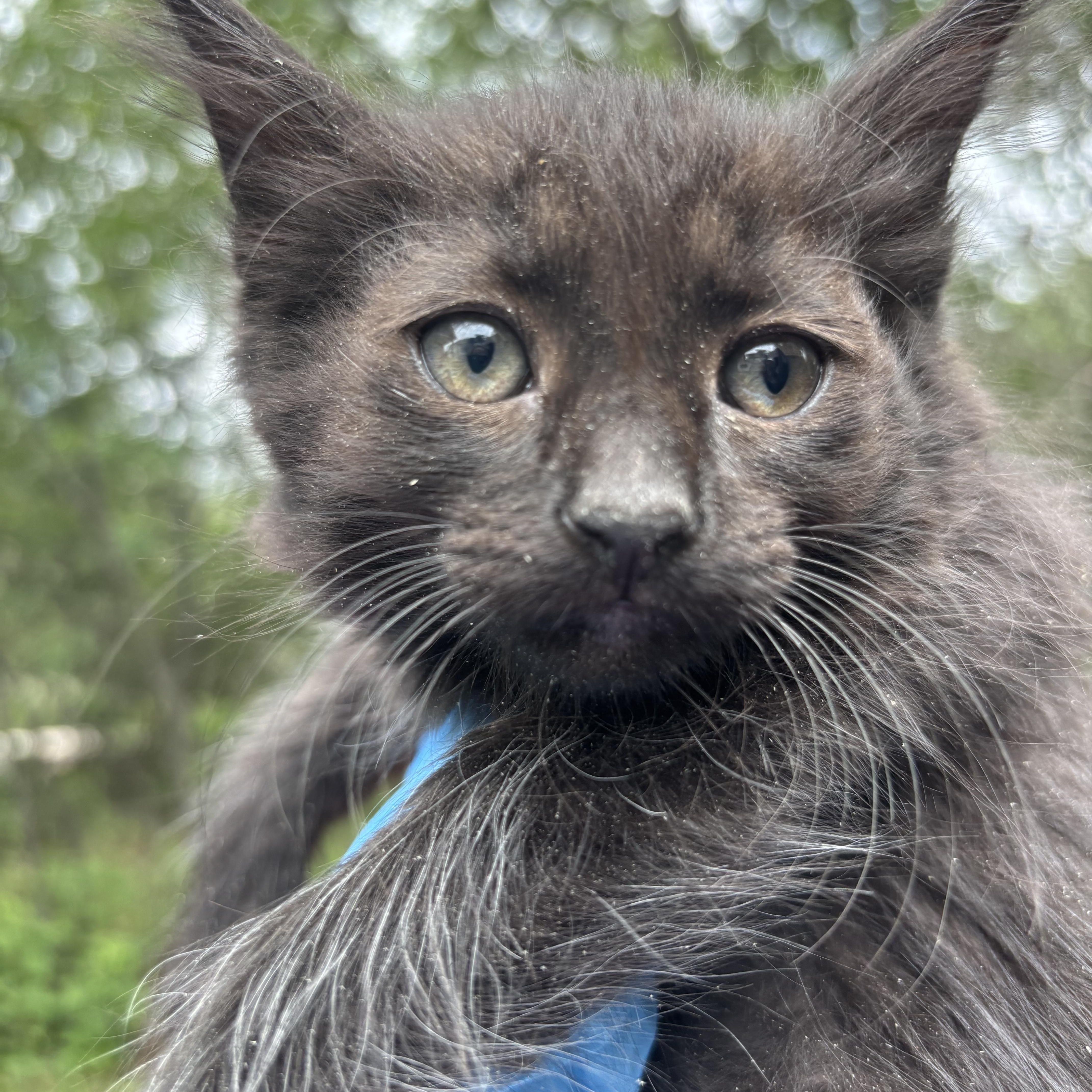 Enlarge Midnight, an adopted Domestic Long Hair in San Diego, CA image 1/3