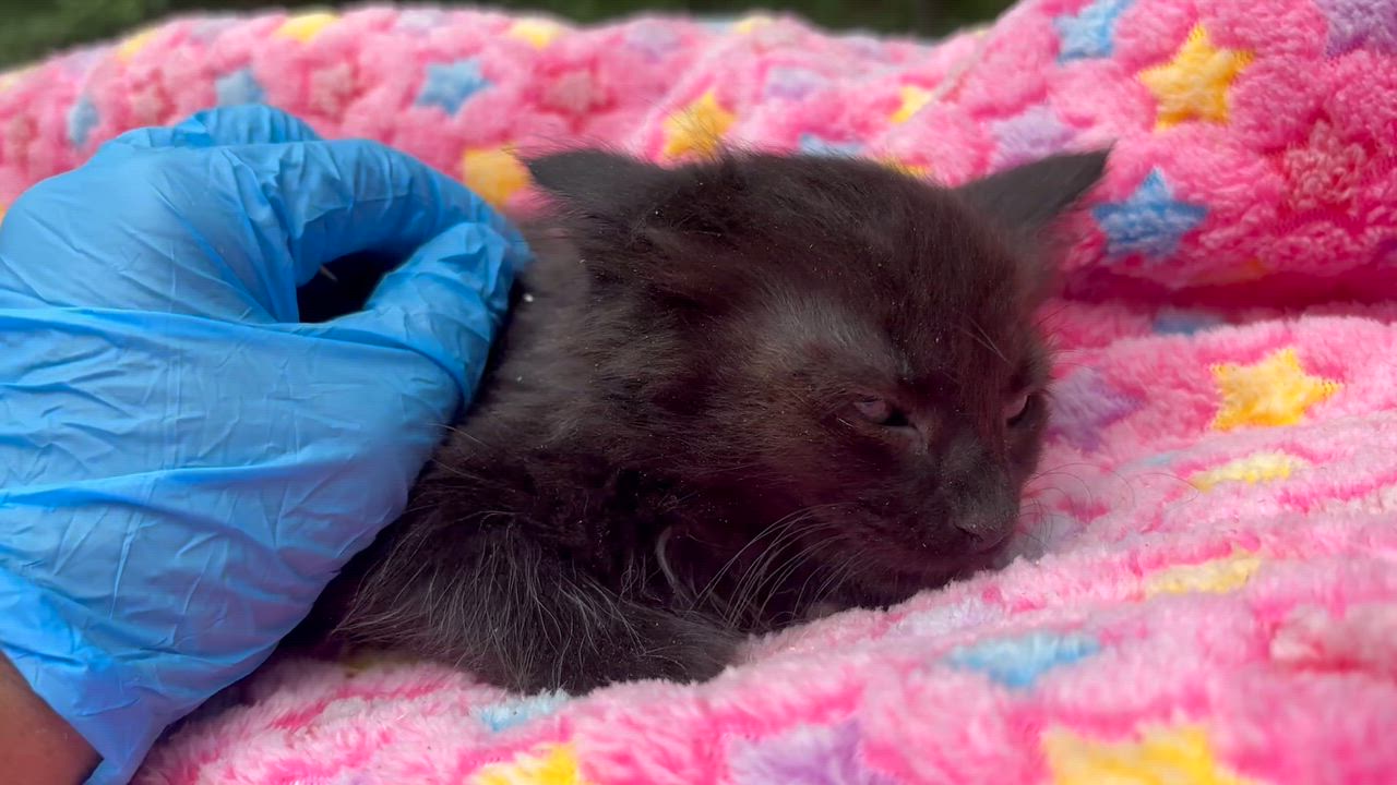 Enlarge Midnight, an adopted Domestic Long Hair in San Diego, CA video 3/3