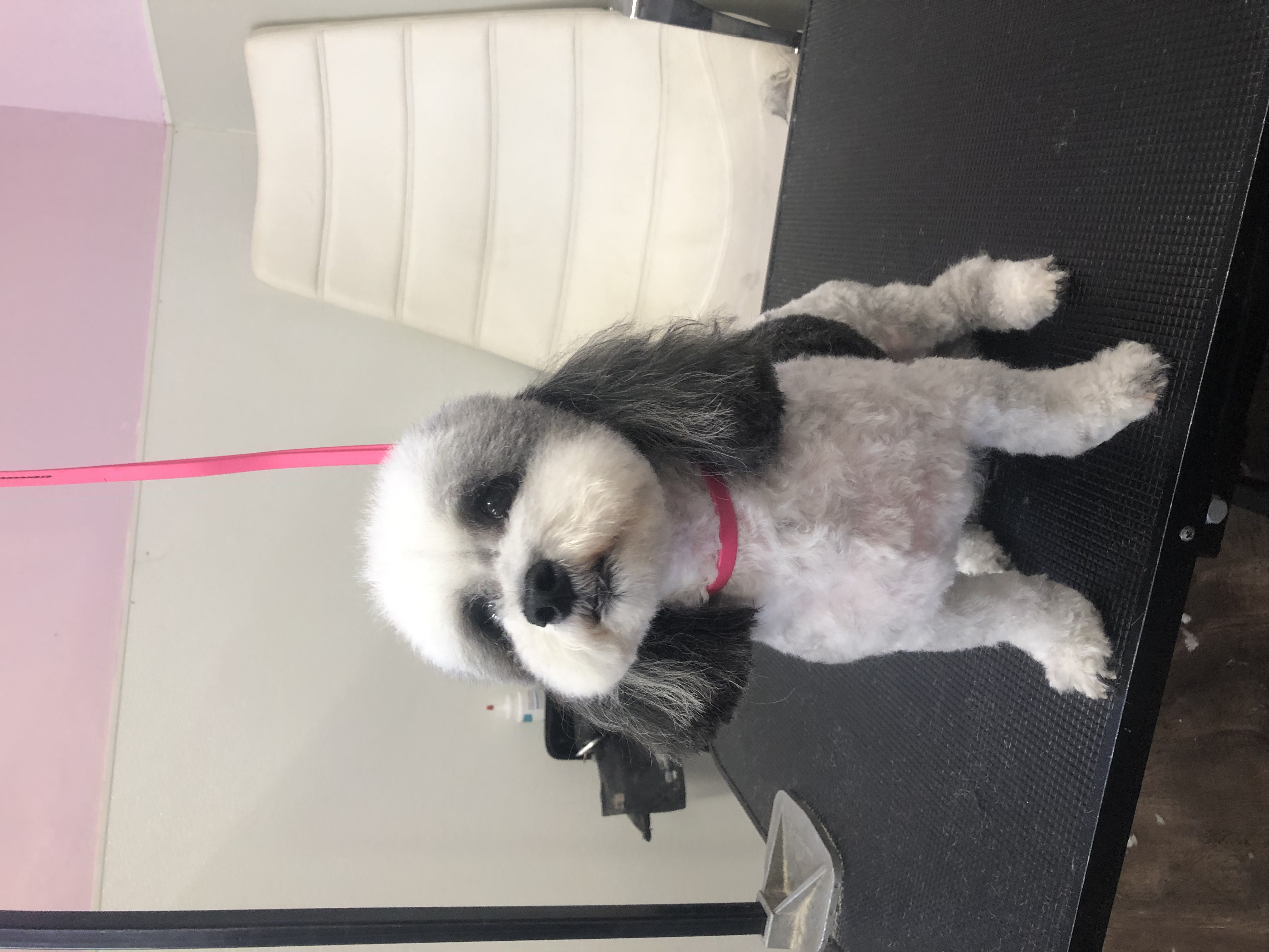 Dog for adoption Babz and Moushi, a Bichon Frise in Encino, CA