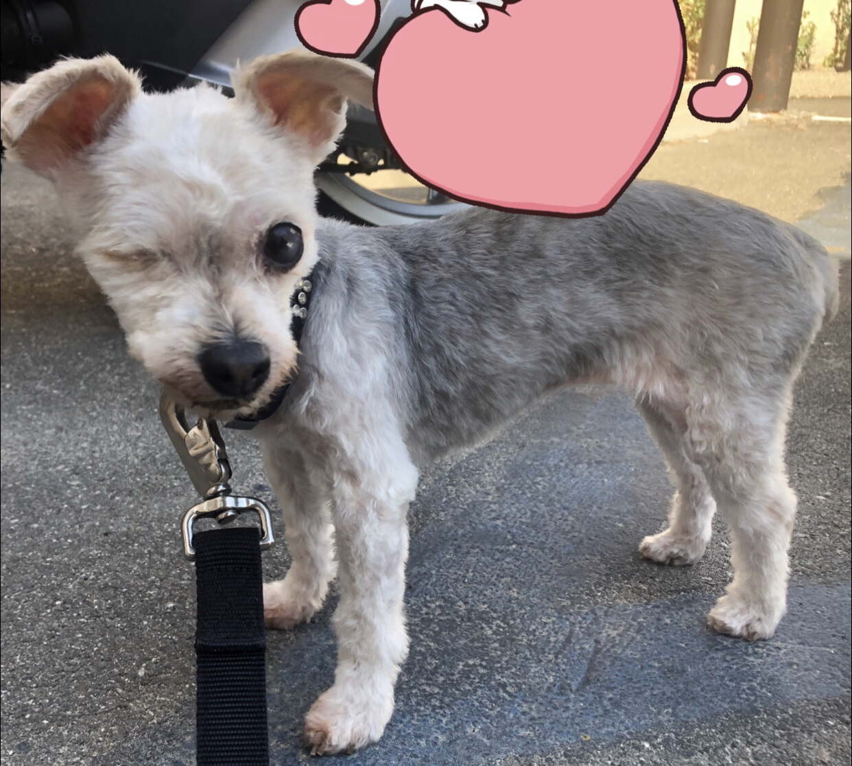 Dog for adoption Babz and Moushi, a Bichon Frise in Encino, CA