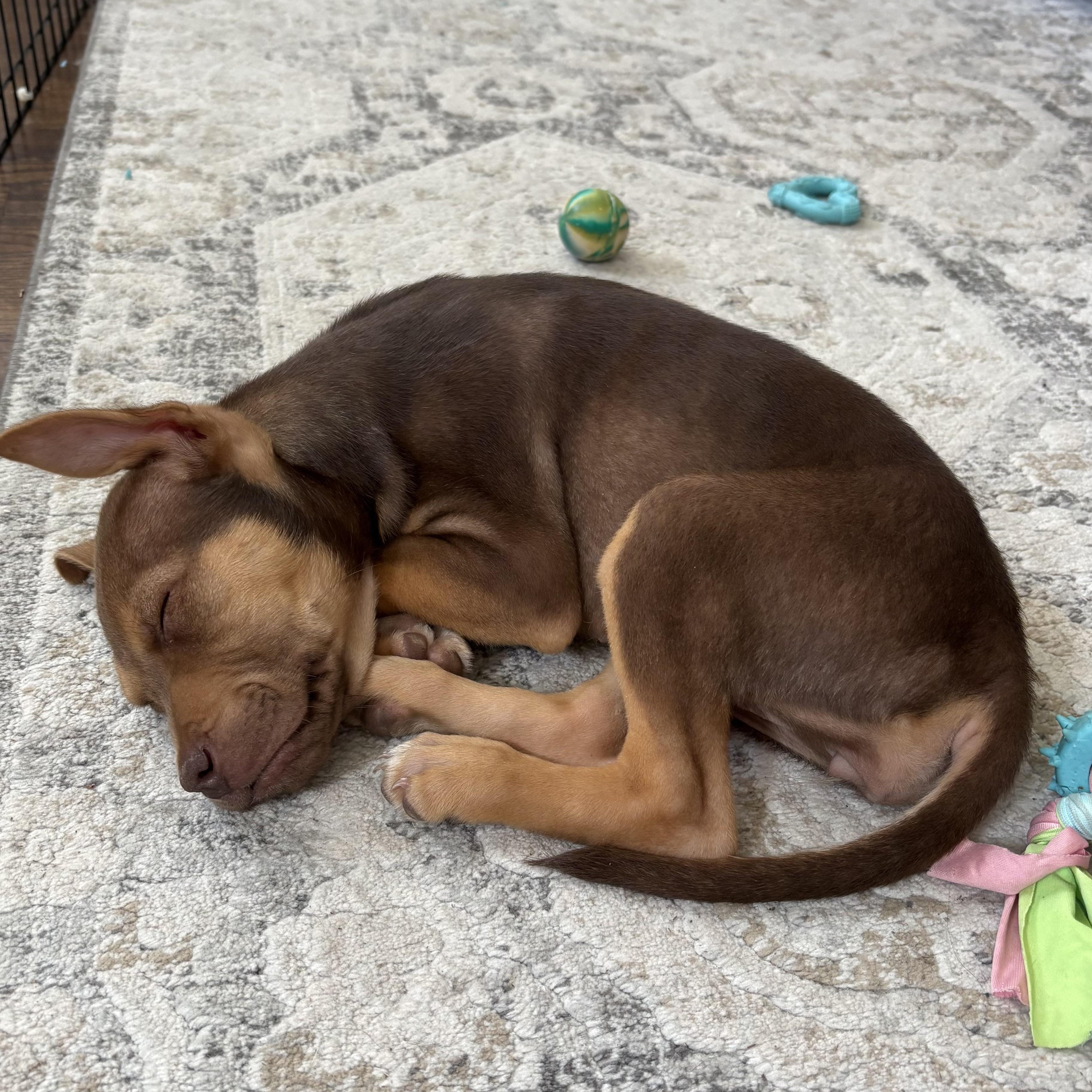 Maple, an adopted mixed breed in Rock Hill, SC image 4/6