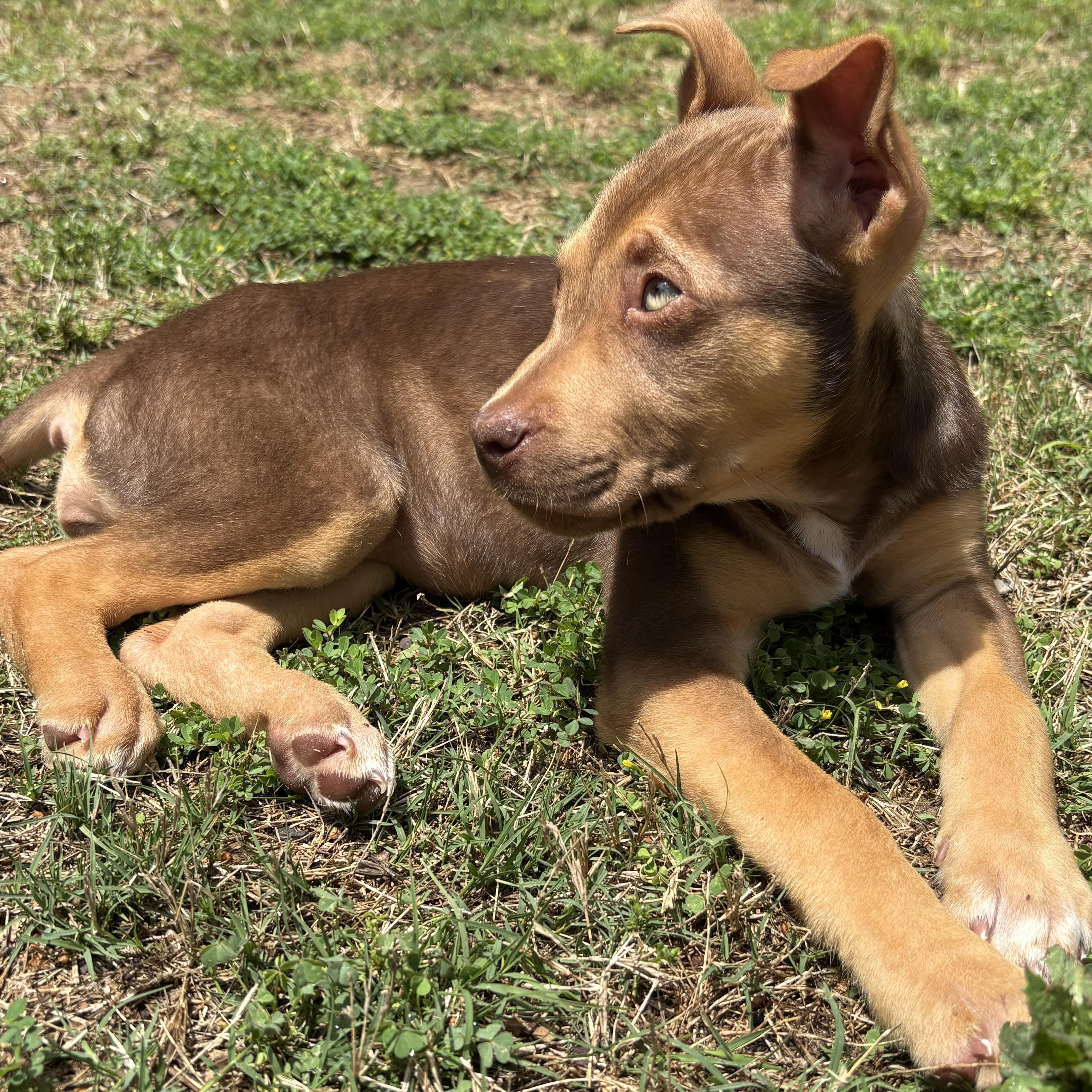 Maple, an adopted mixed breed in Rock Hill, SC image 3/6