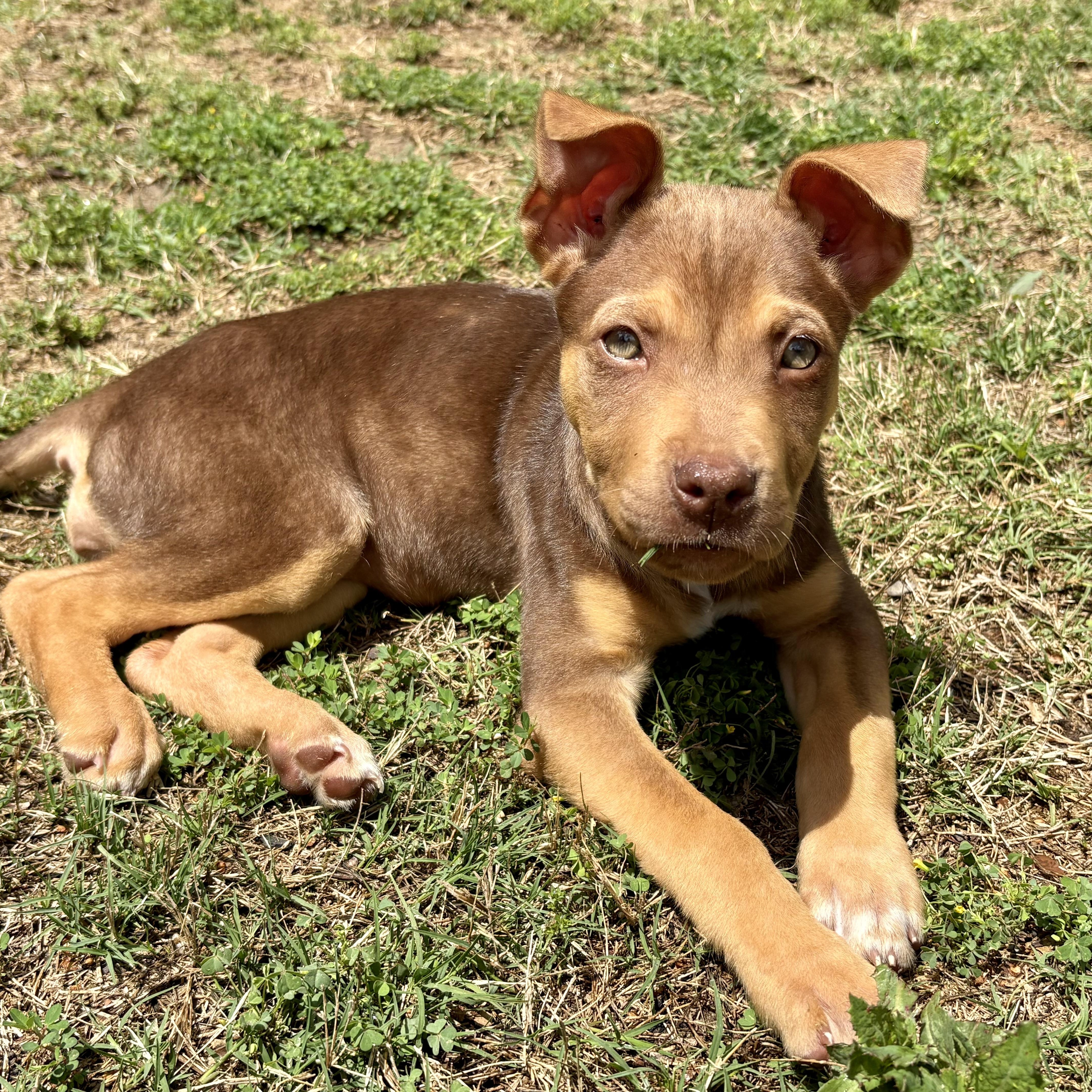 Maple, an adopted mixed breed in Rock Hill, SC image 1/6