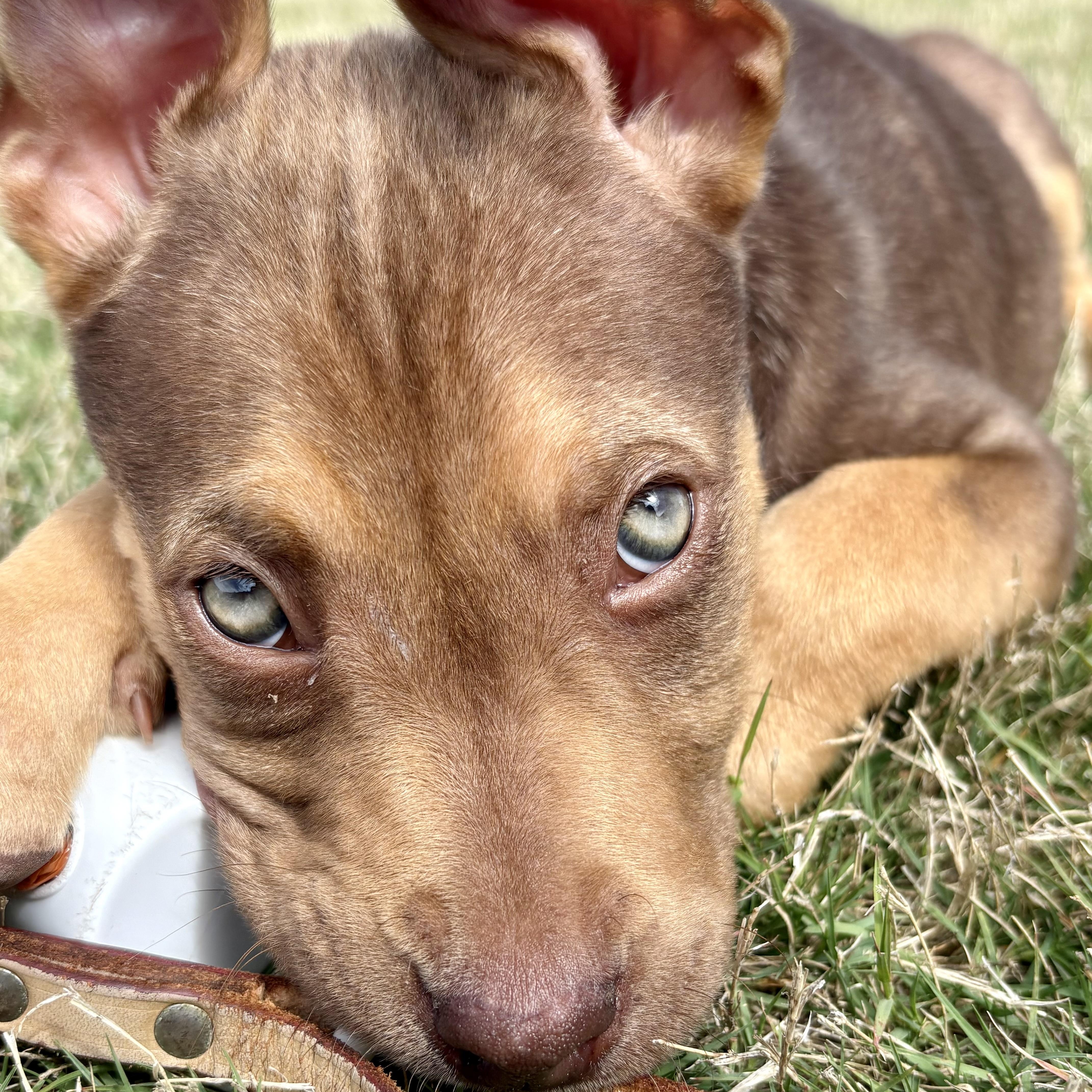 Maple, an adopted mixed breed in Rock Hill, SC image 6/6