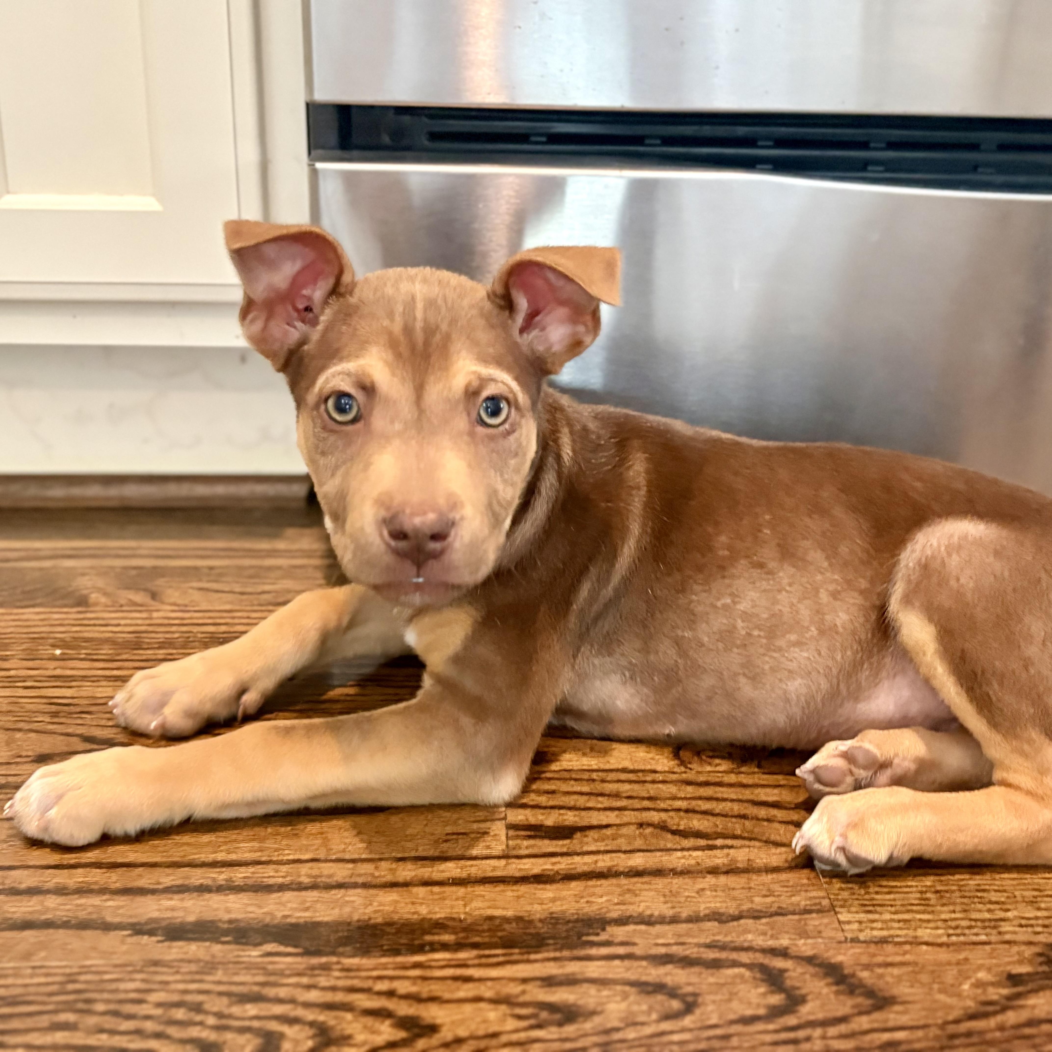 Maple, an adopted mixed breed in Rock Hill, SC image 2/6