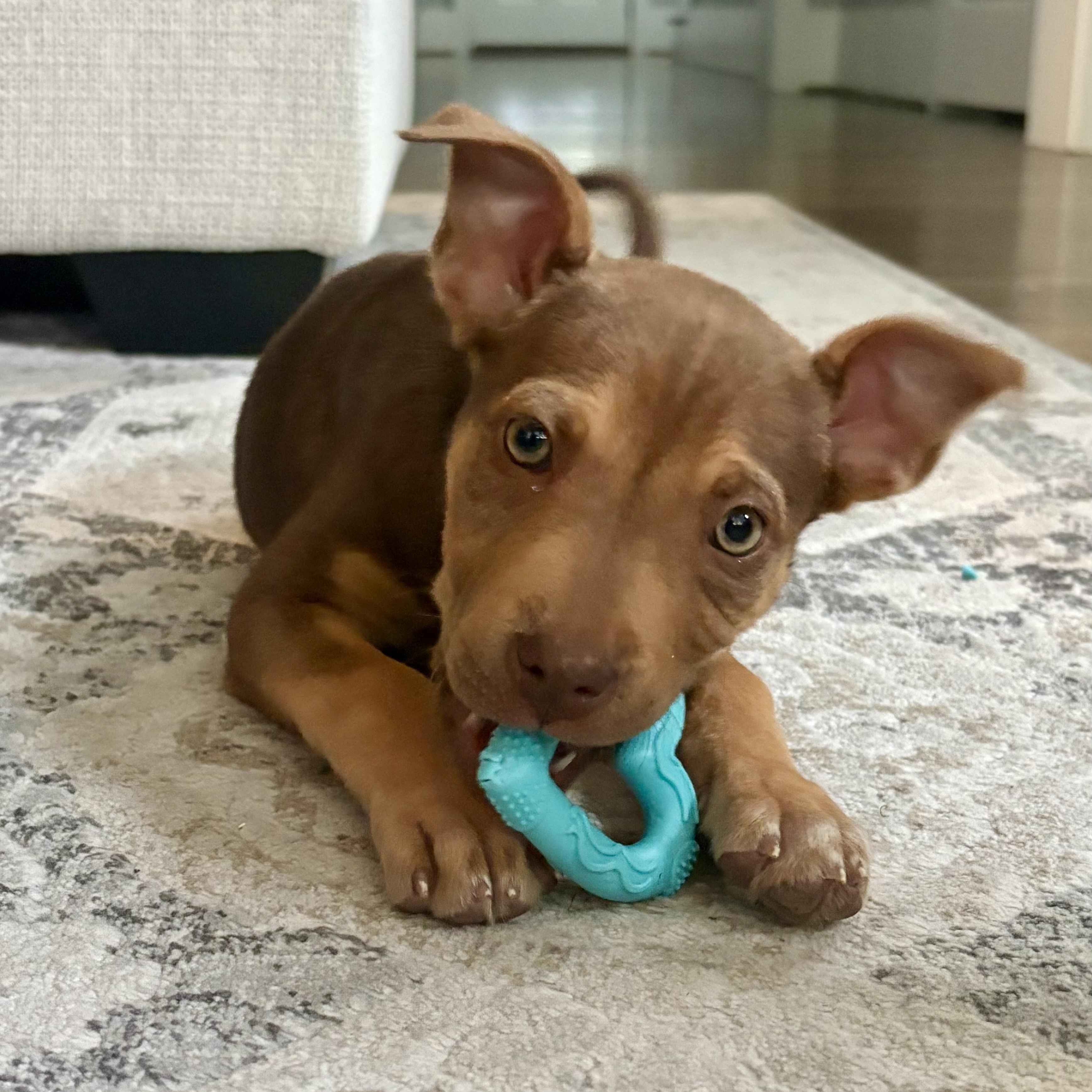 Maple, an adopted mixed breed in Rock Hill, SC image 5/6