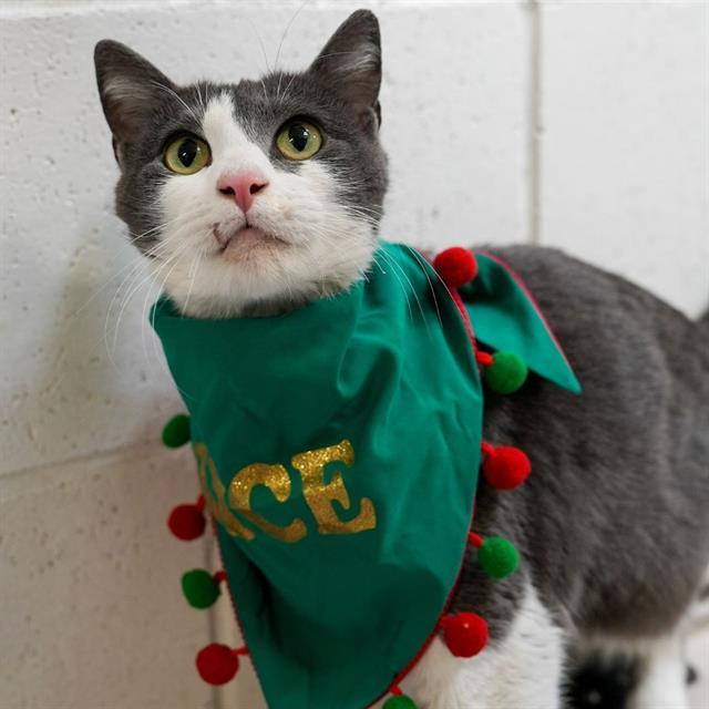 MARILYN, Adoptable, Adult Female Domestic Short Hair.