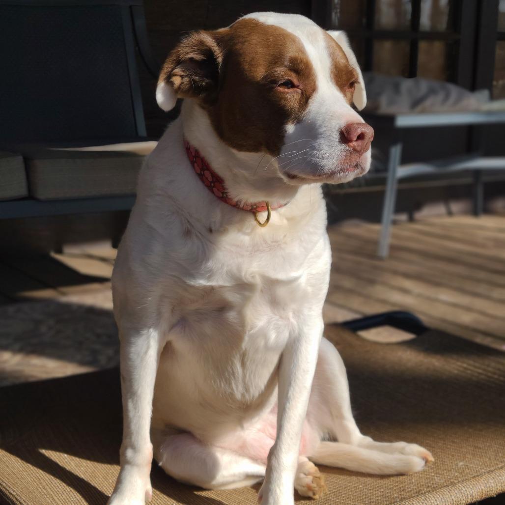 Enlarge Kelly 2138, a Adoptable mixed breed in Columbus, GA image 1/4