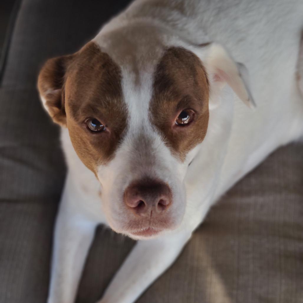 Enlarge Kelly 2138, a Adoptable mixed breed in Columbus, GA image 2/4