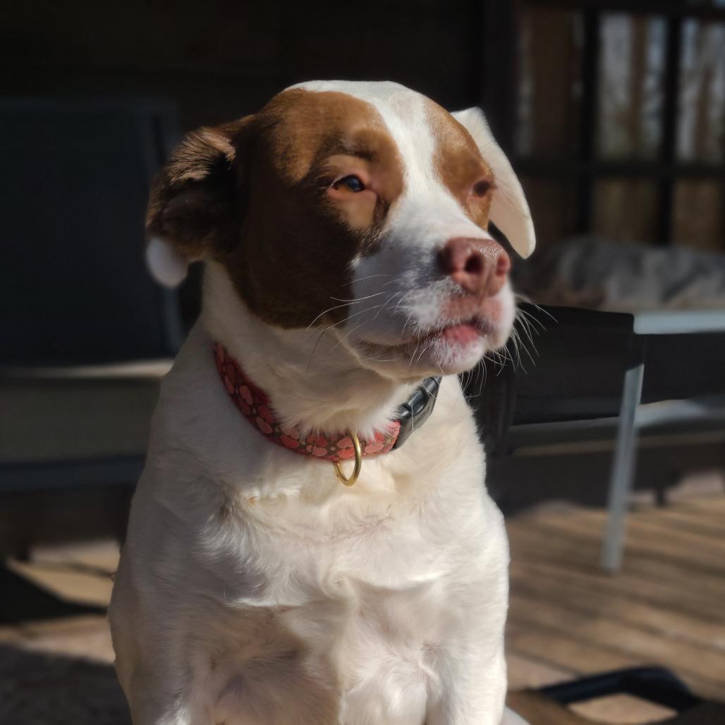 Enlarge Kelly 2138, a Adoptable mixed breed in Columbus, GA image 3/4