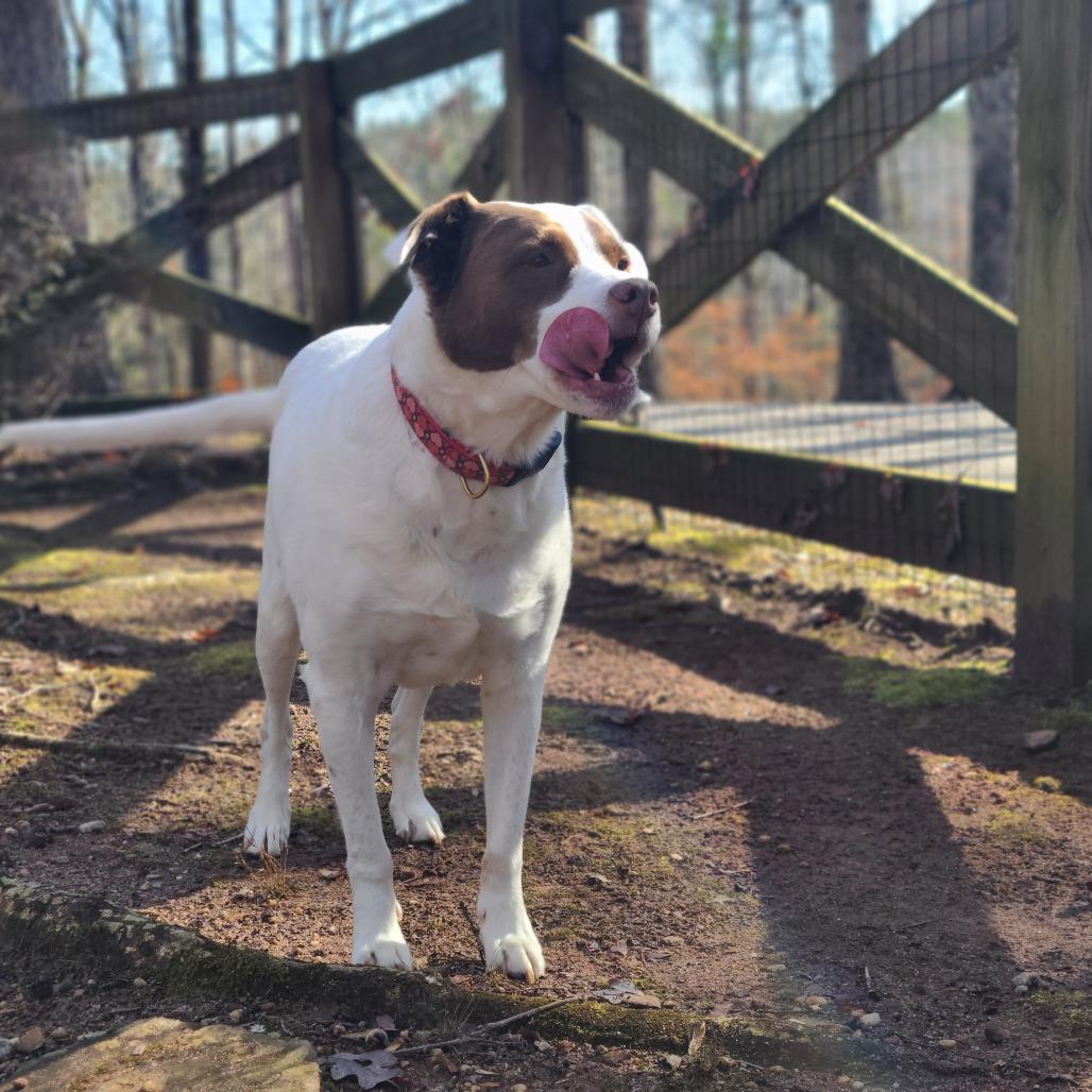 Enlarge Kelly 2138, a Adoptable mixed breed in Columbus, GA image 4/4