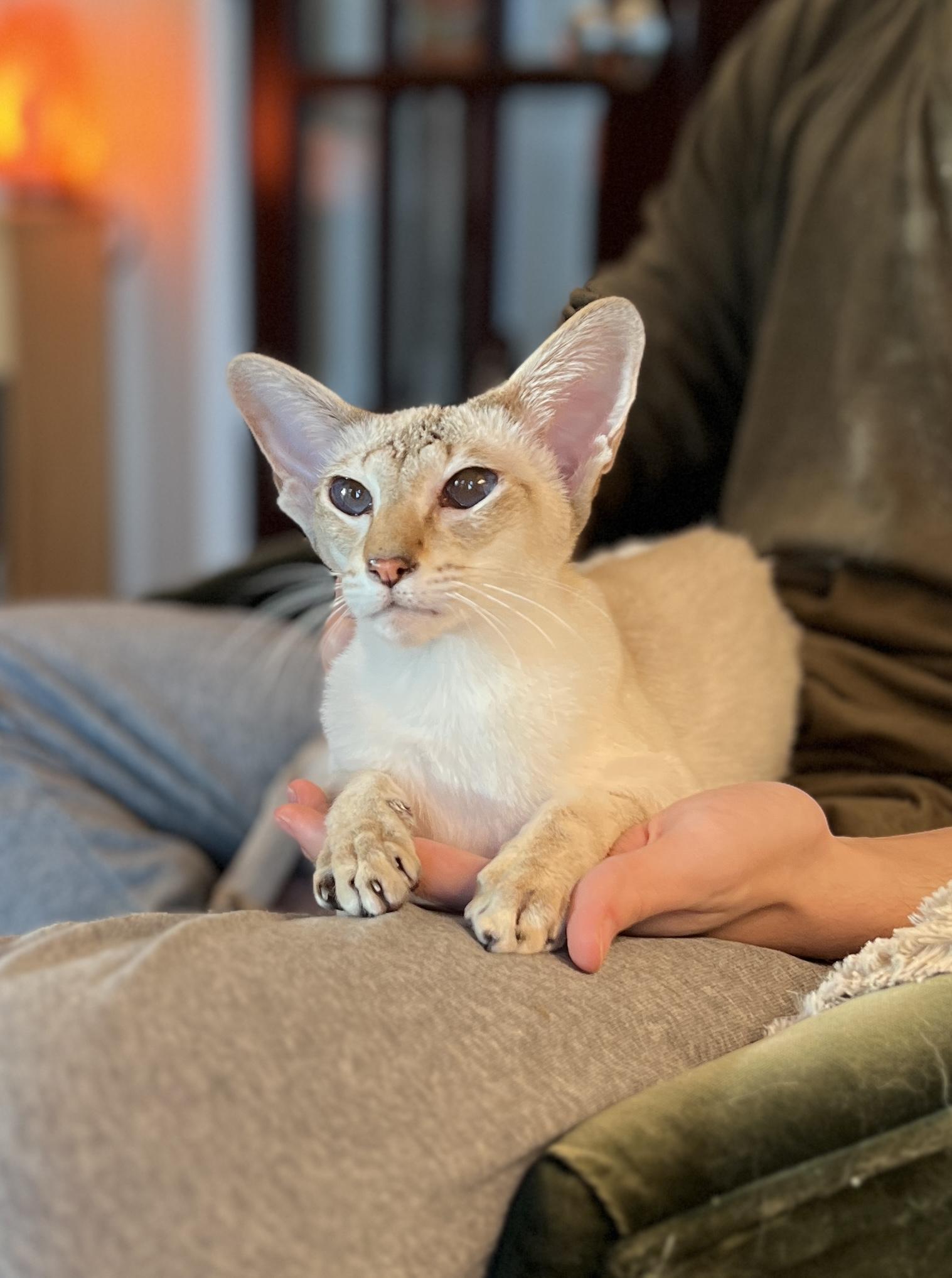 Enlarge DEVI, an adopted Siamese in valparaiso, IN image 6/6