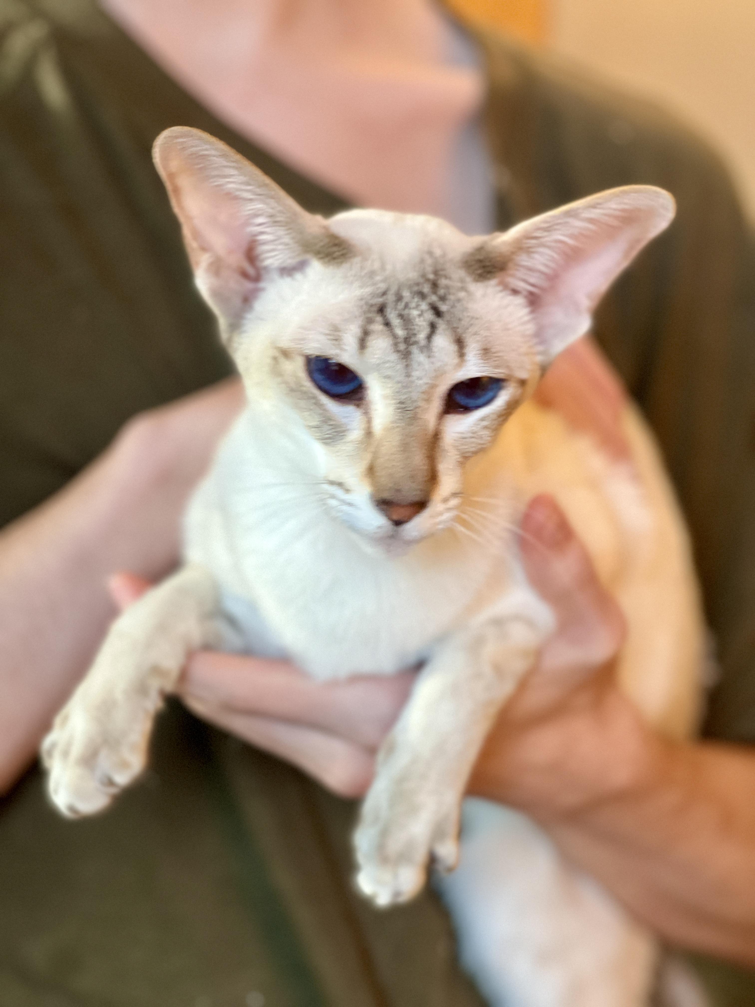 Enlarge DEVI, an adopted Siamese in valparaiso, IN image 3/6