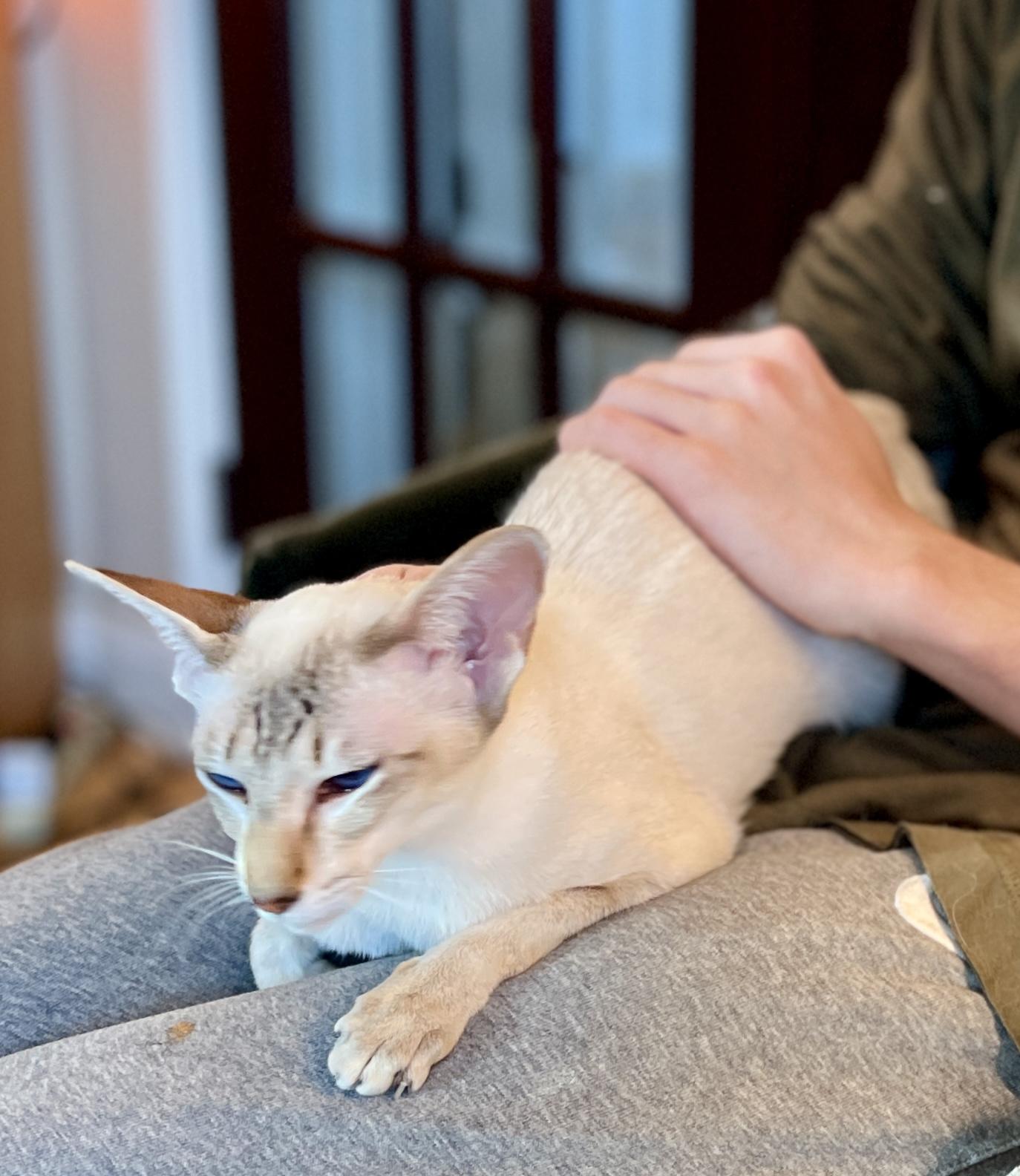 Enlarge DEVI, an adopted Siamese in valparaiso, IN image 5/6