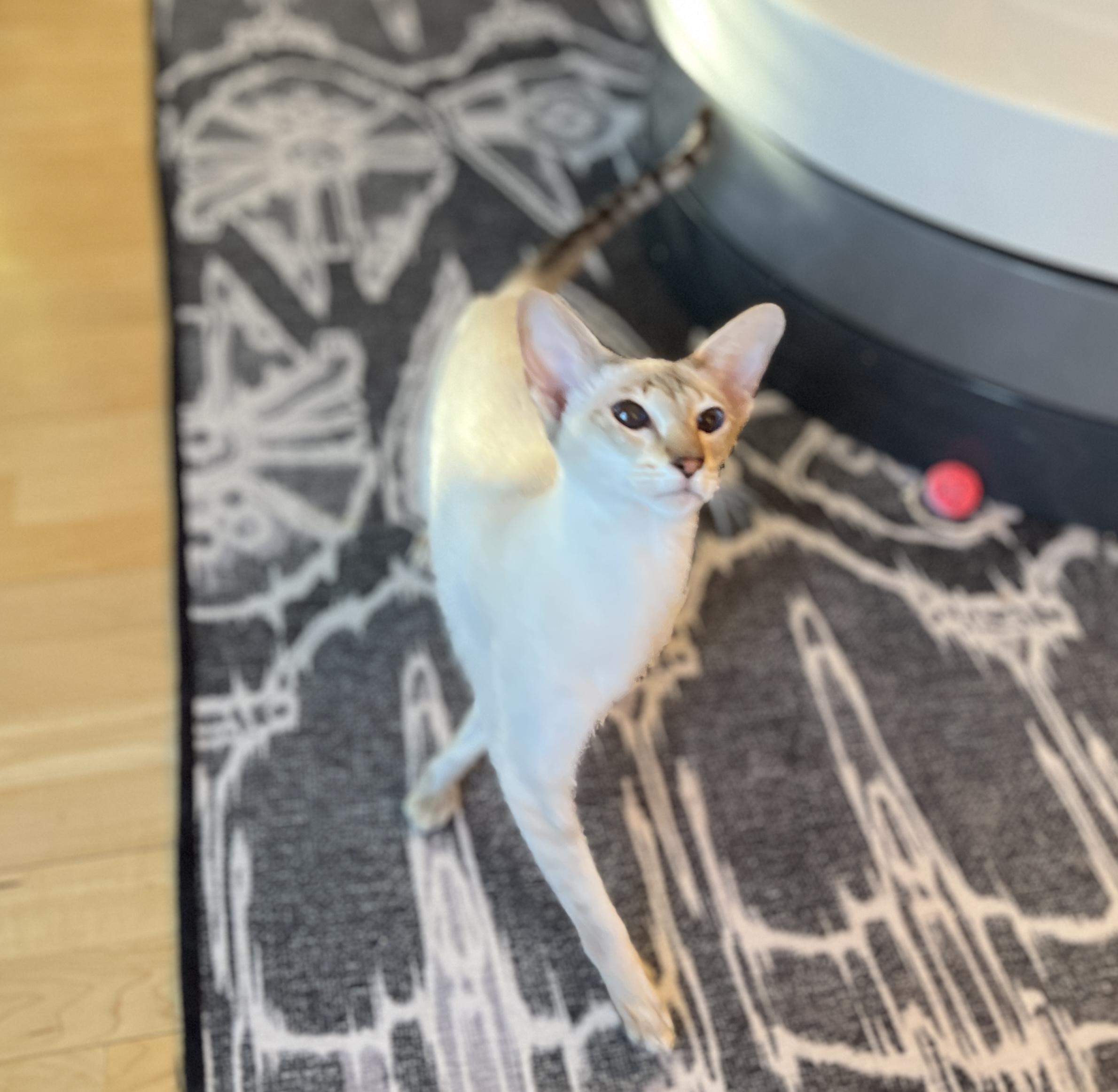 Enlarge DEVI, an adopted Siamese in valparaiso, IN image 2/6