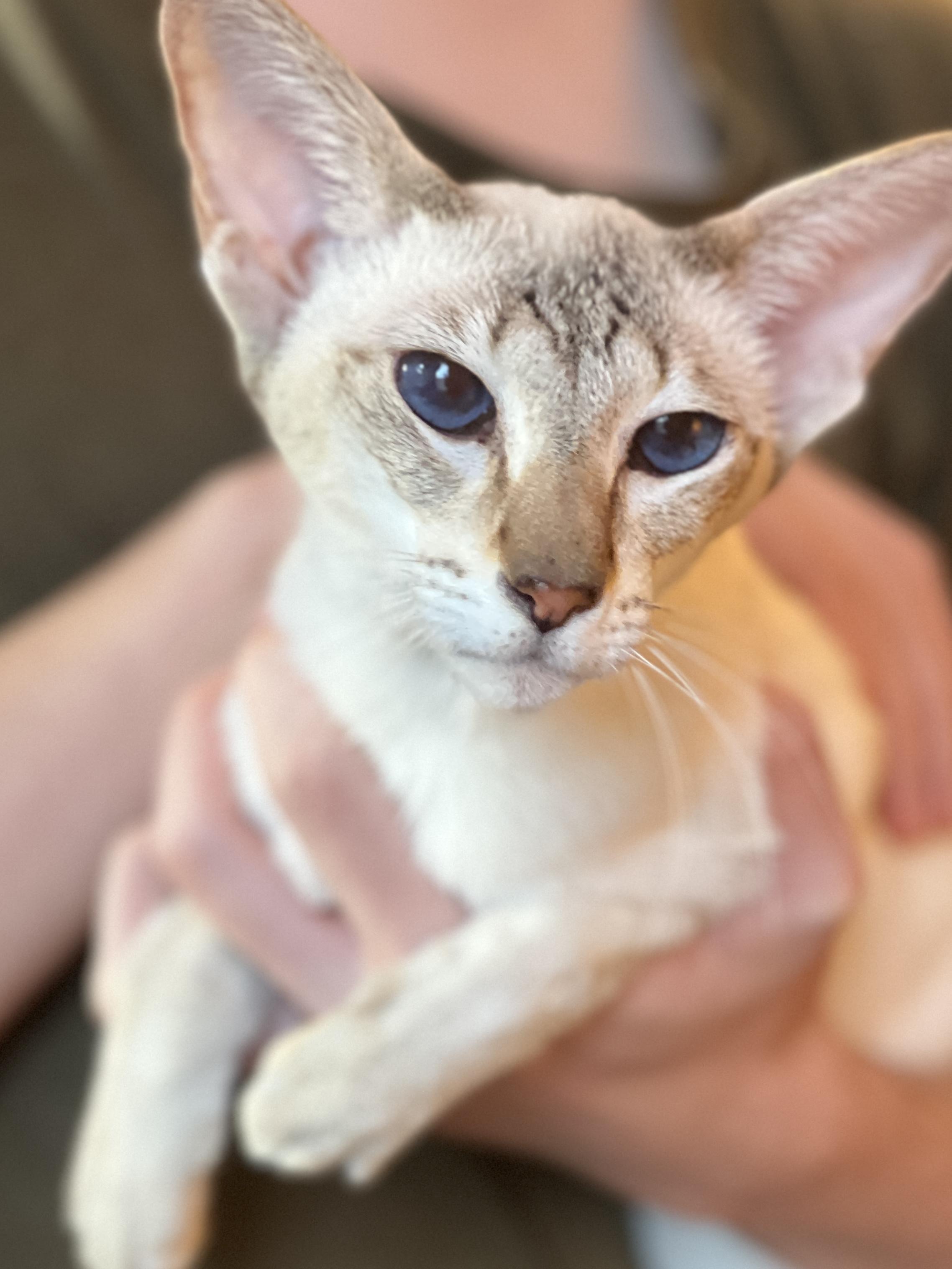 Enlarge DEVI, an adopted Siamese in valparaiso, IN image 1/6