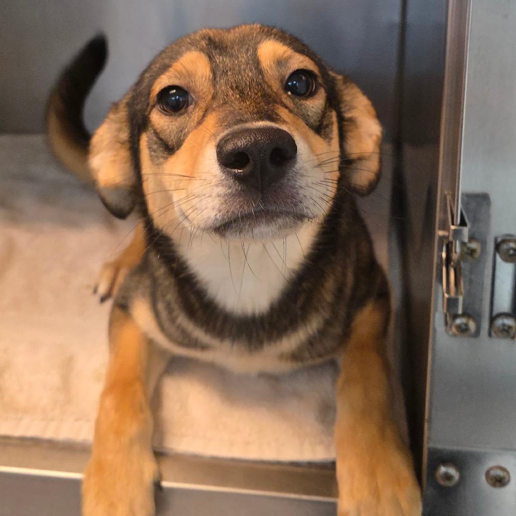 Hickory, Adoptable, Young Female Shepherd & Mixed Breed.