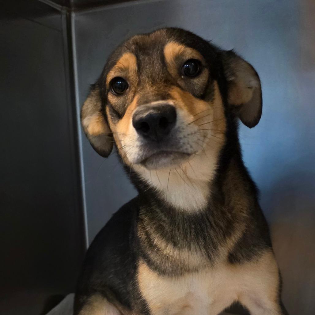 Hickory, a Adoptable mixed breed in Buellton, CA image 2/6