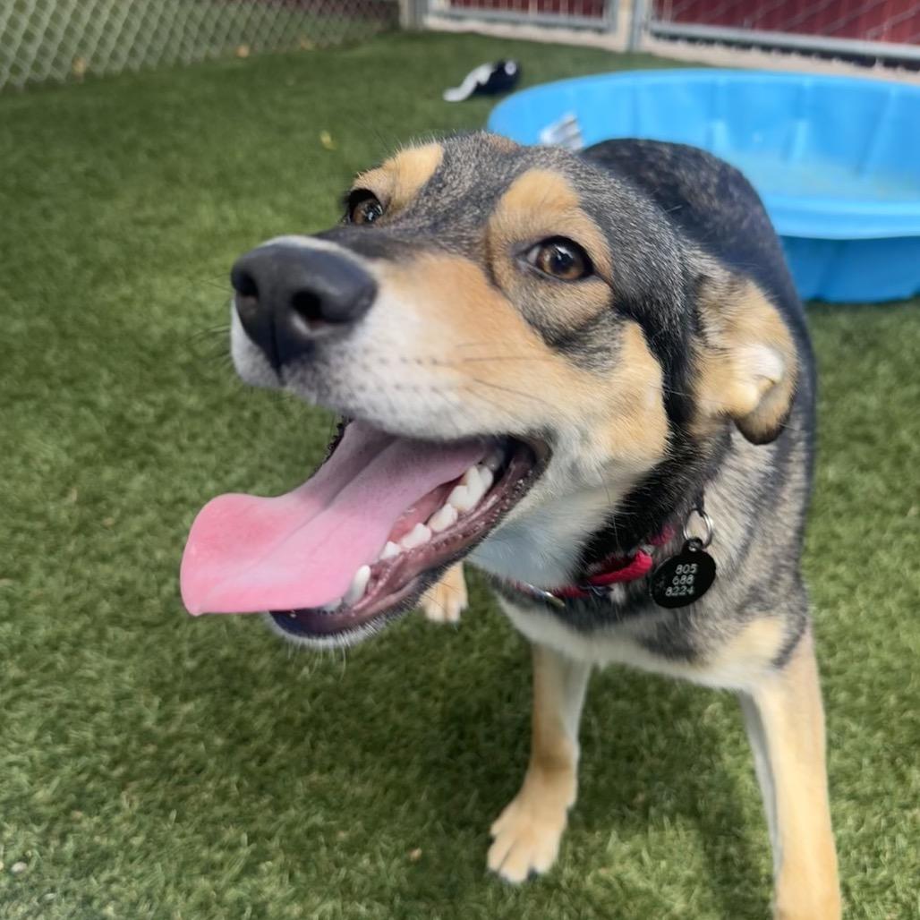 Hickory, a Adoptable mixed breed in Buellton, CA image 3/6