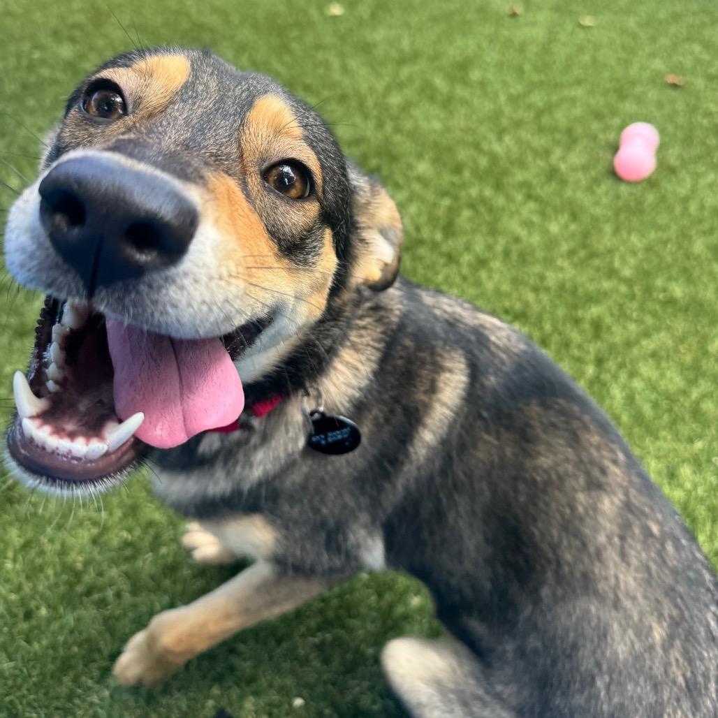 Hickory, a Adoptable mixed breed in Buellton, CA image 4/6