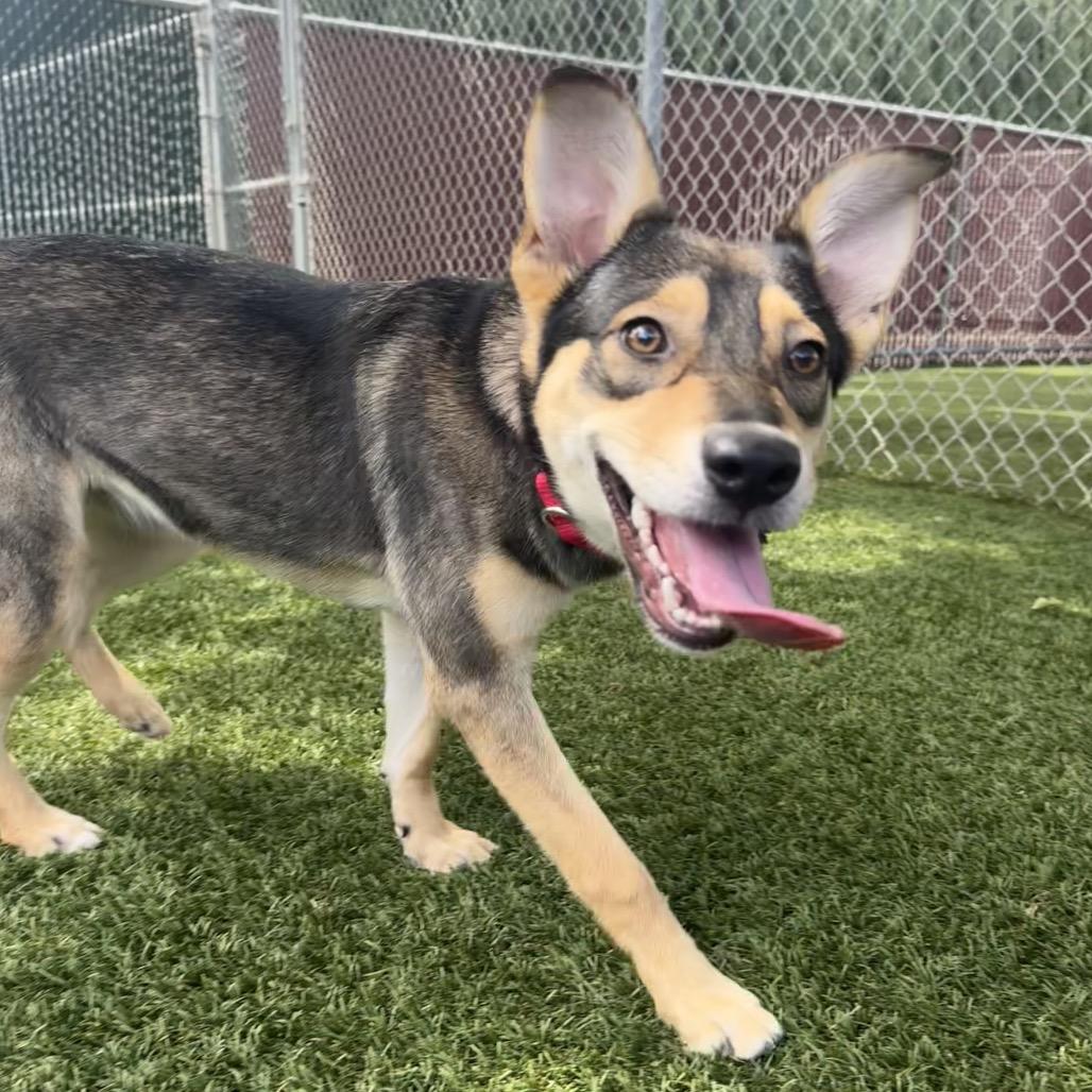 Hickory, a Adoptable mixed breed in Buellton, CA image 5/6