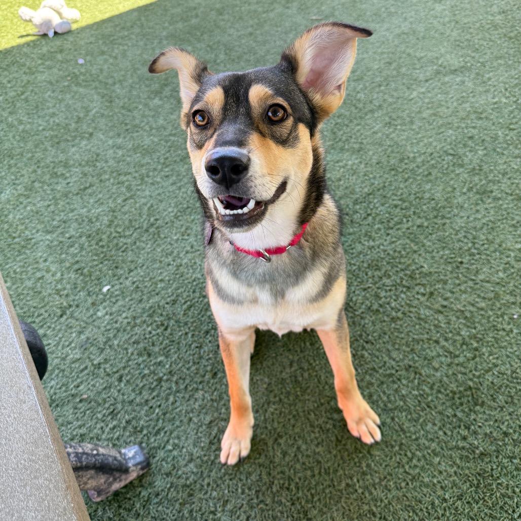 Hickory, a Adoptable mixed breed in Buellton, CA image 6/6