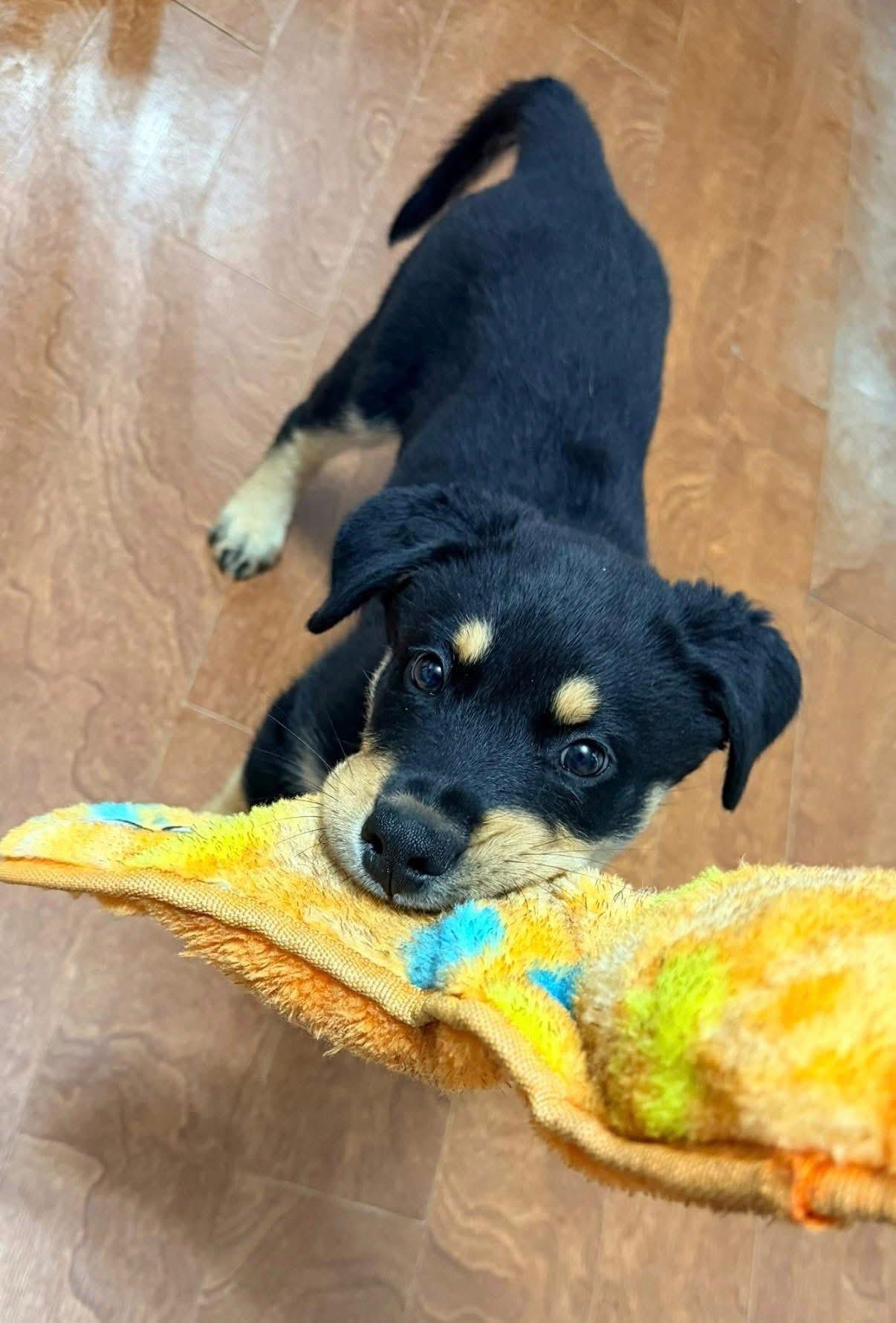 Enlarge Bagel, an adopted mixed breed in INDIANAPOLIS, IN image 3/6