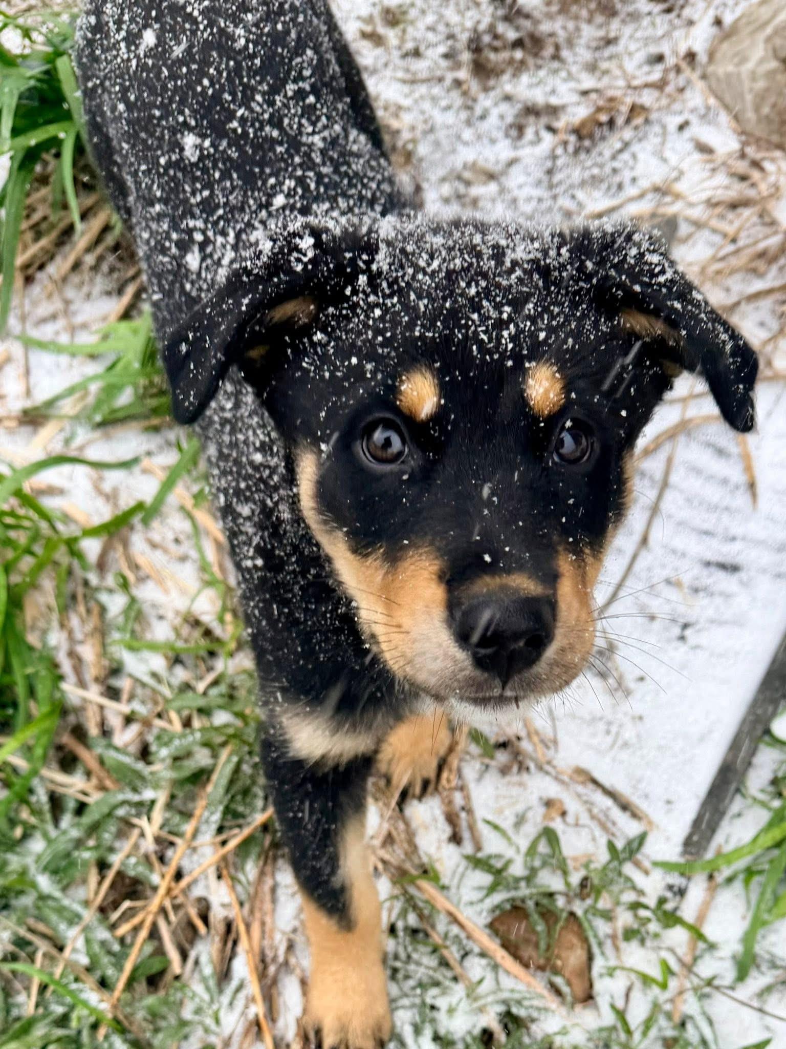 Enlarge Bagel, an adopted mixed breed in INDIANAPOLIS, IN image 2/6